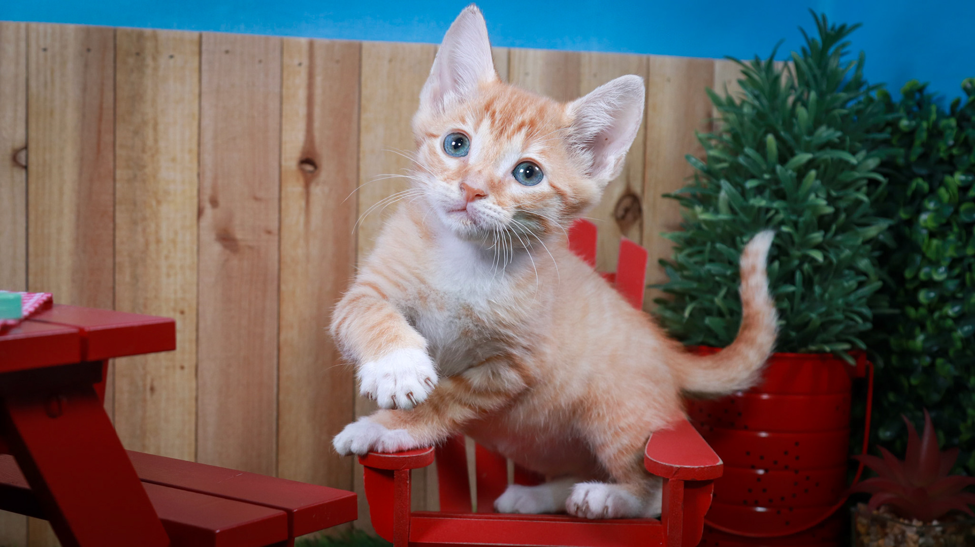 Dobbie (M-DSH-Ginger/White/Tuxie)