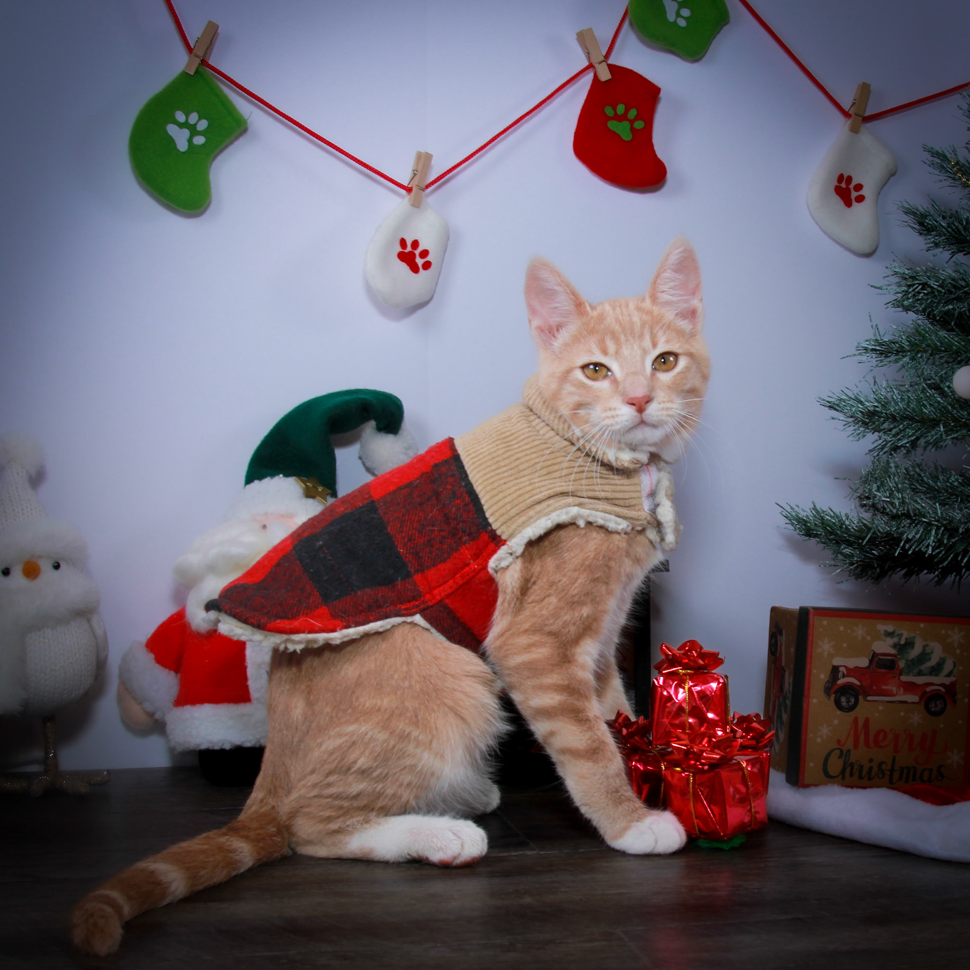 Boaz (M-DSH-Ginger/White)