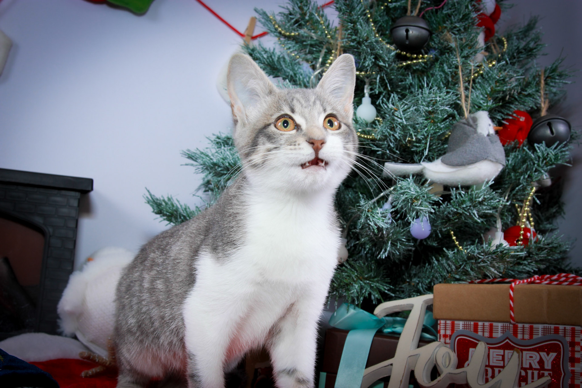 Taylor (F-DSH-Tabby/White Tuxie)