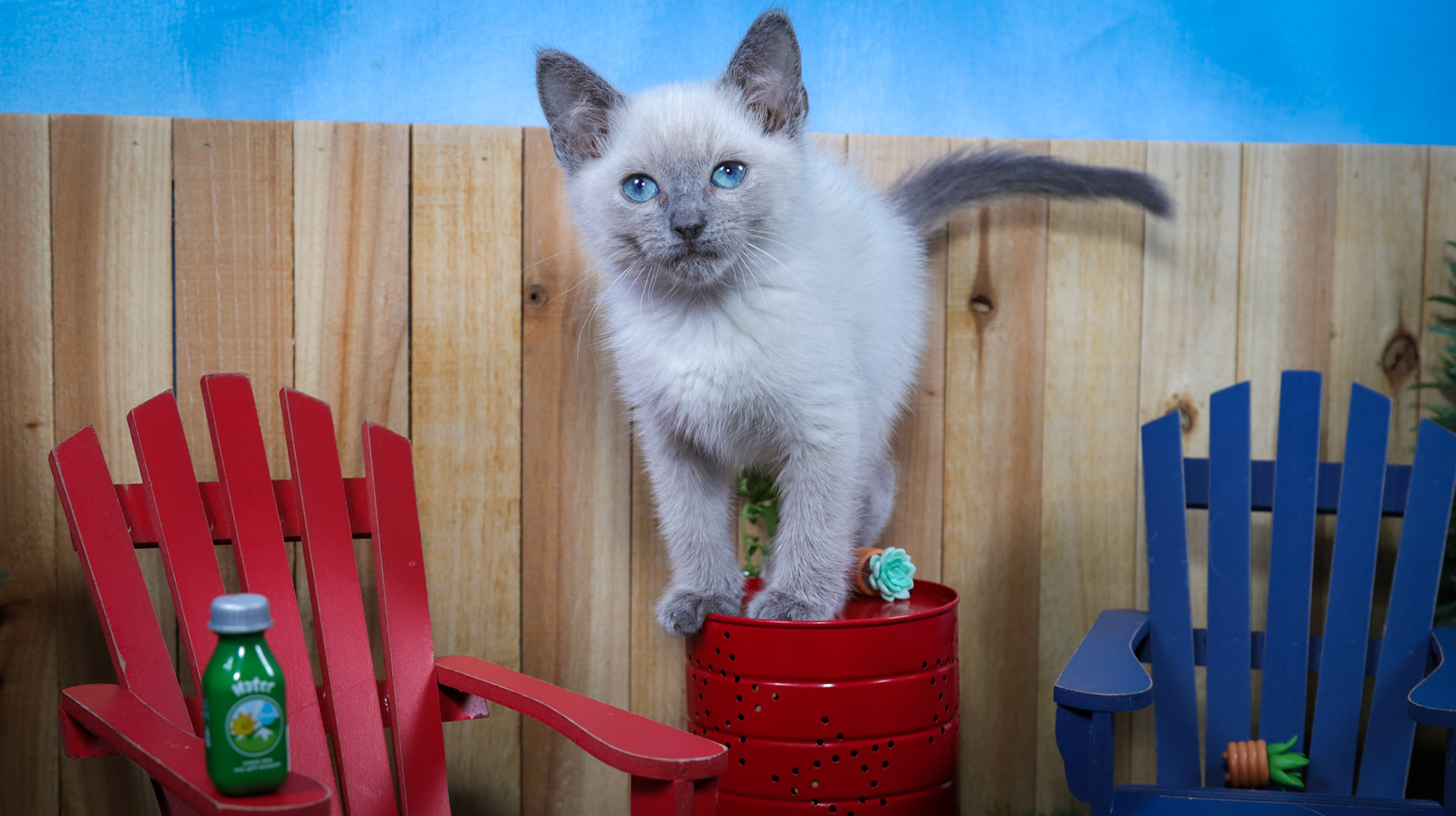 Ferb (M-DSH-Siamese)