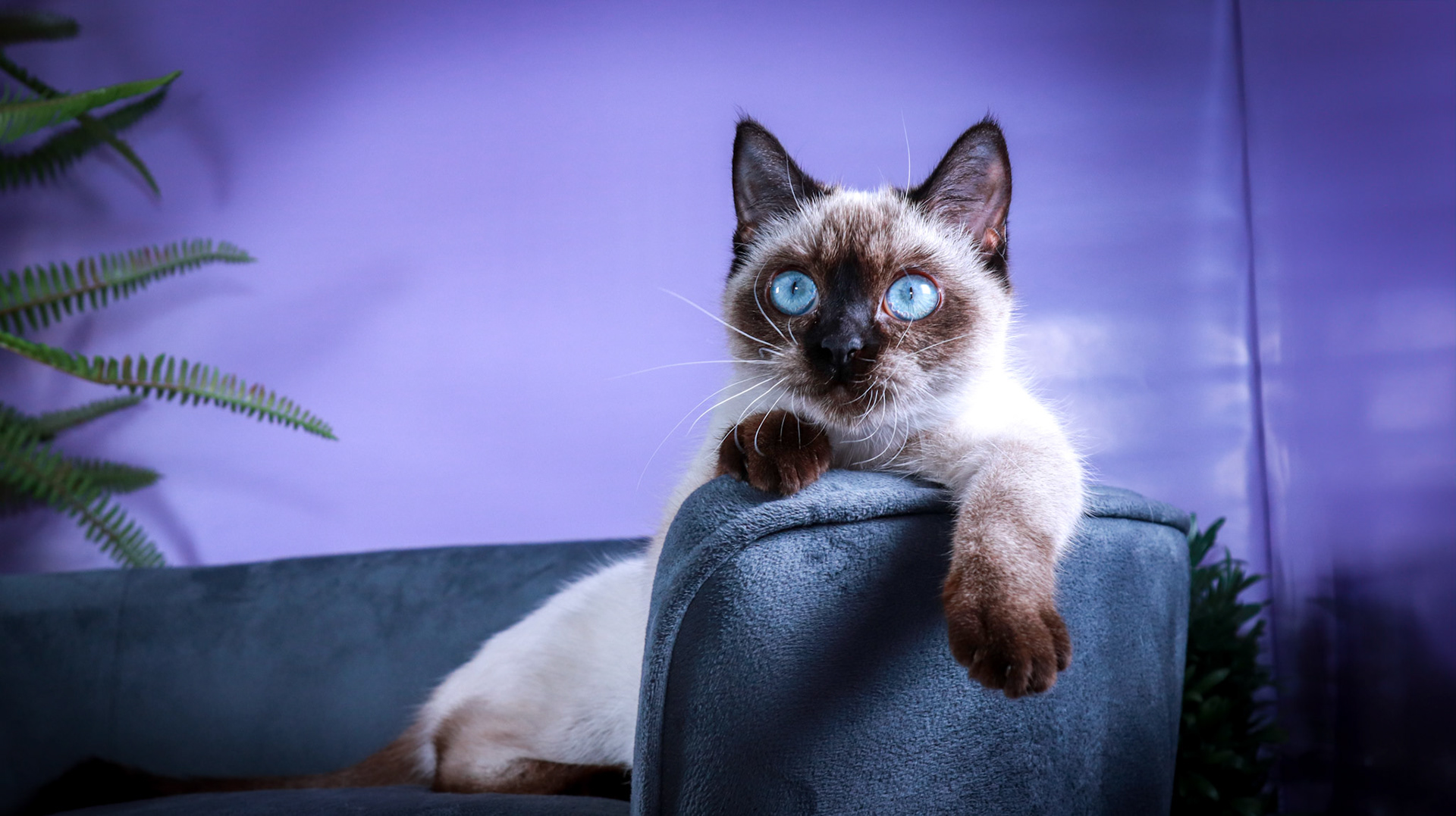 Meci (F-DSH-Seal Point Siamese)