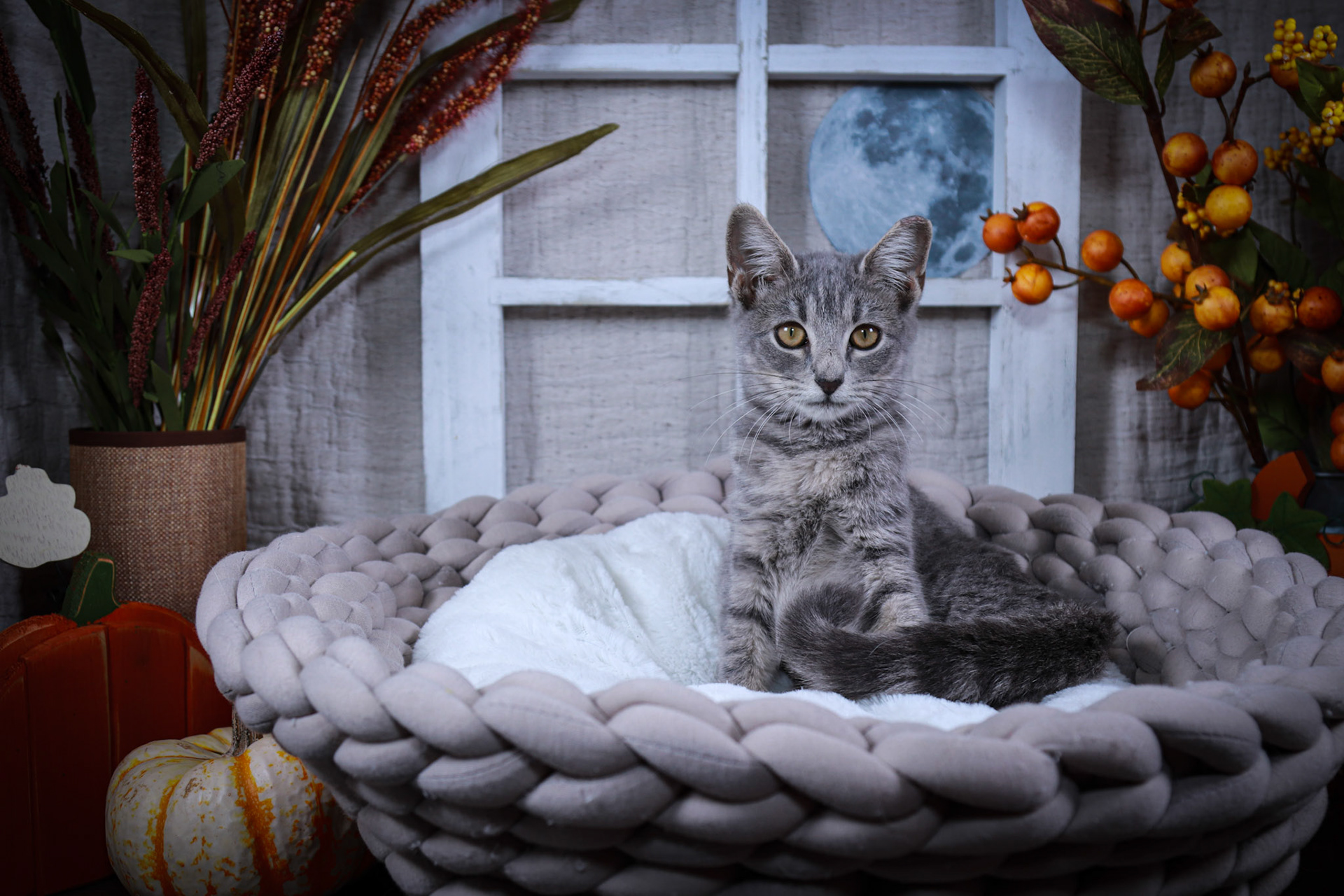 Fontana (F-DSH-Gray/Tabby)