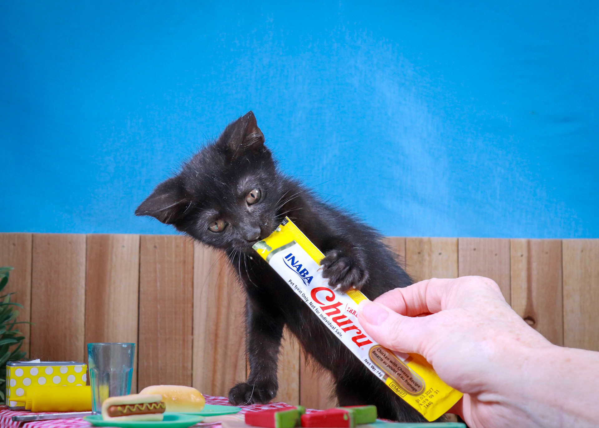 Tara (F-DSH-Black)