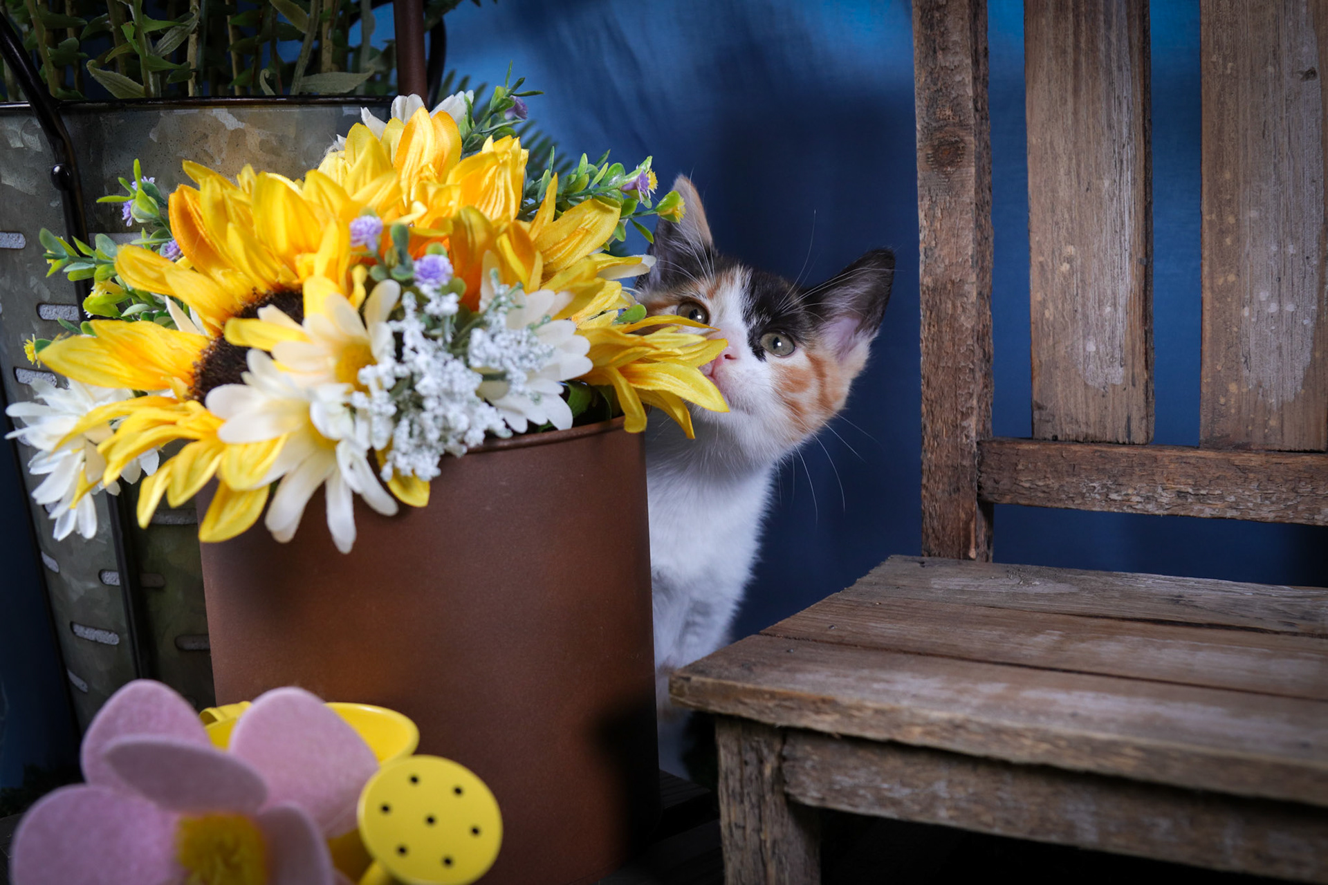 Mimzy (F-DSH-Calico)