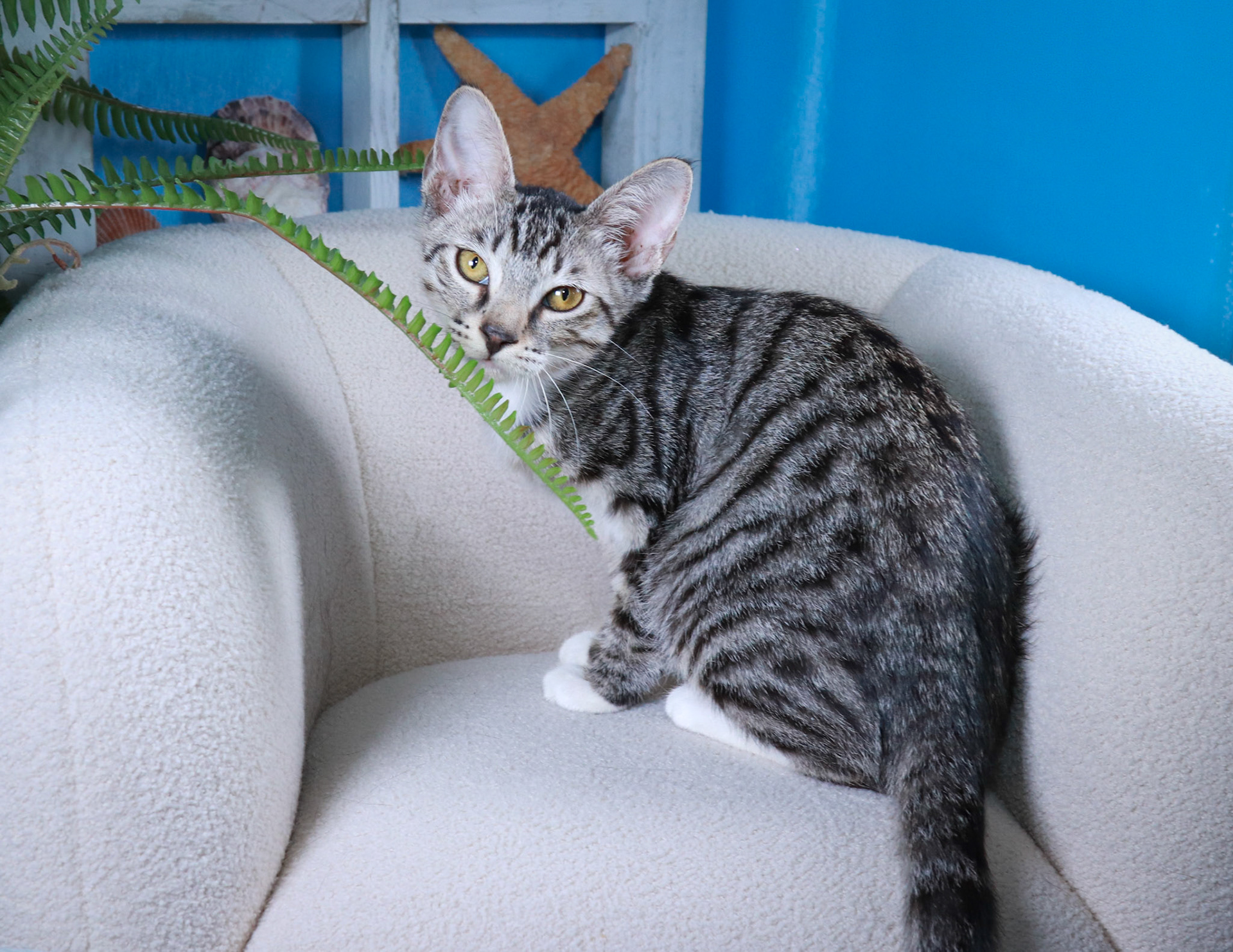 Whitefoot (F-DSH-Tabby/White)
