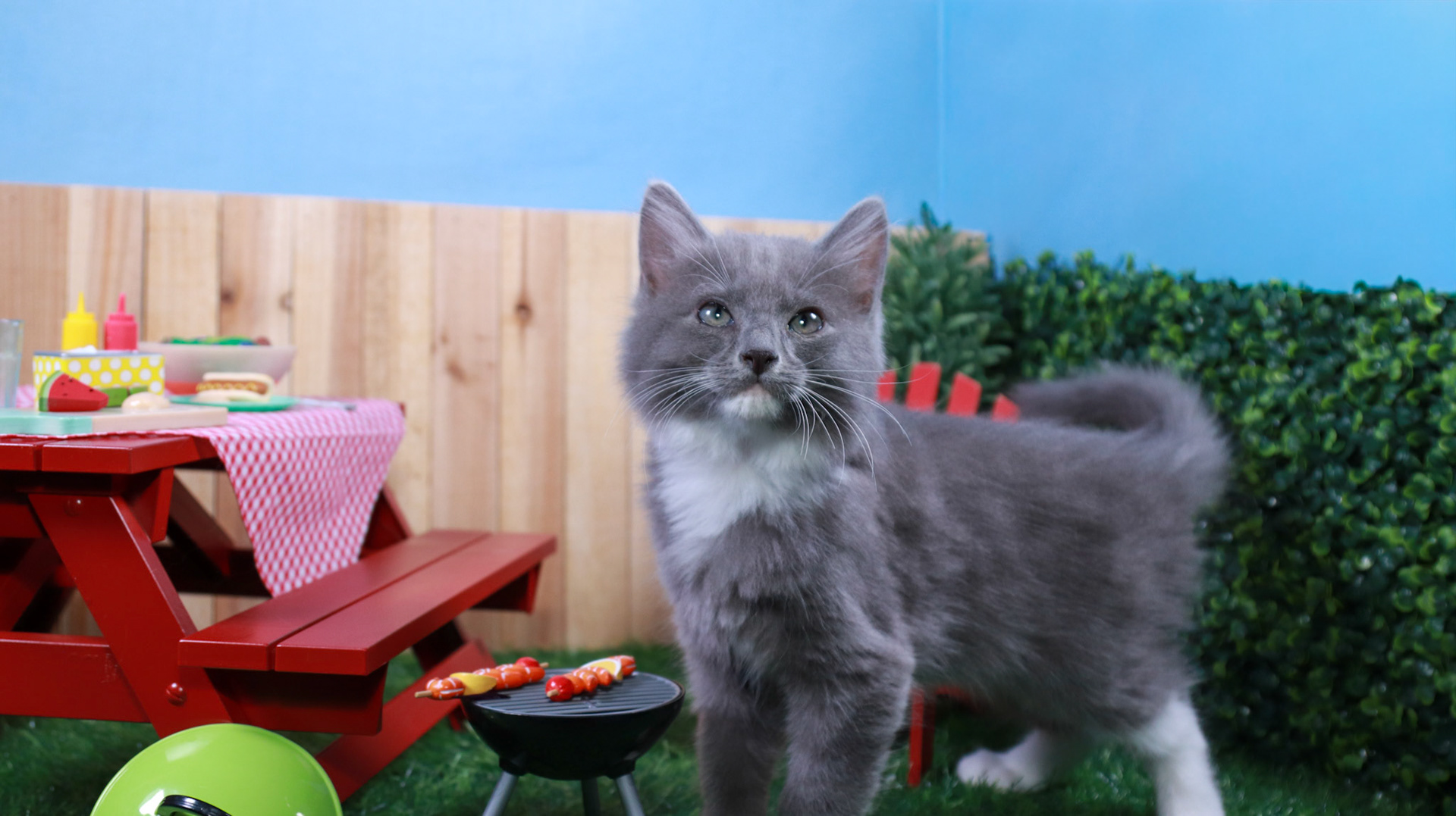 Milo (M-DMH-Grey/White/Tuxie)