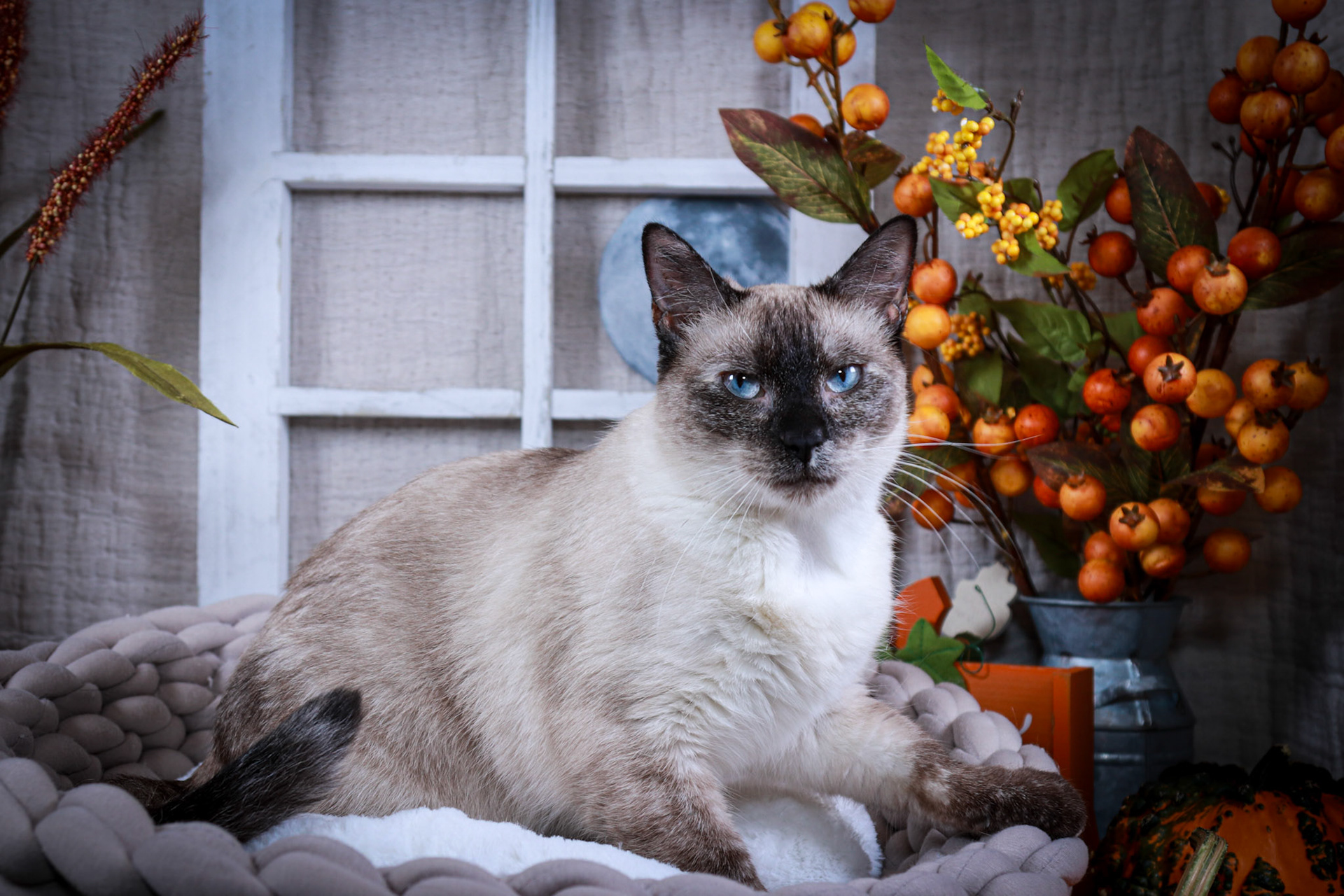 Alice (F-DSH-Tortie Point Siamese)