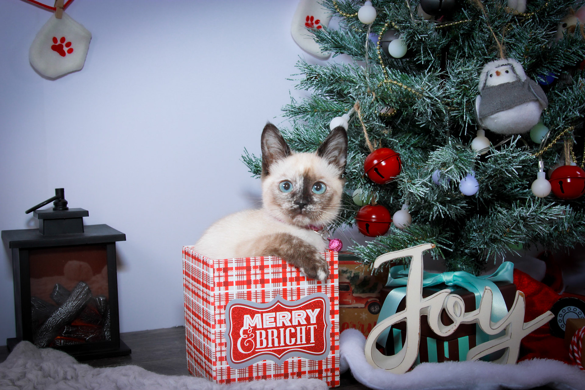 Maple (F-DSH-Tortie Pint Siamese)