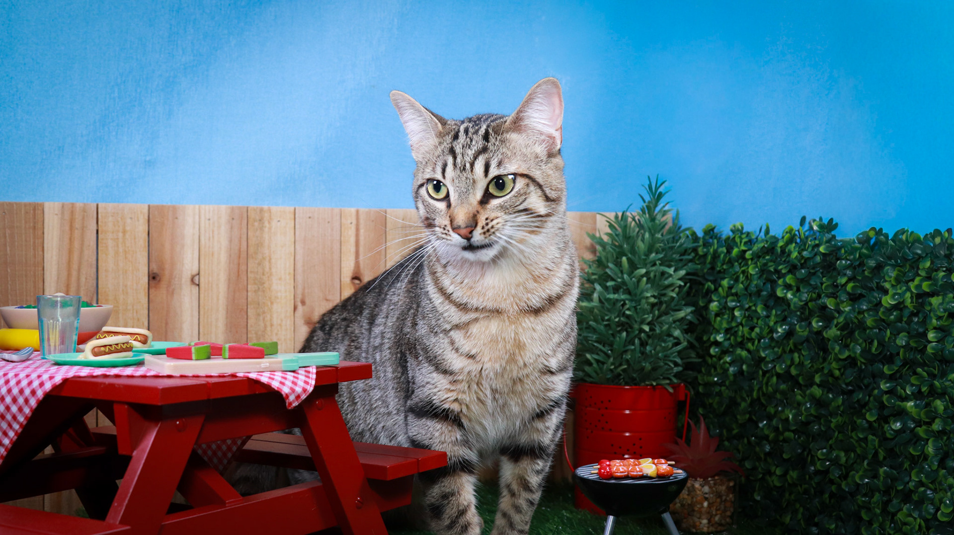Henry (M-DSH-Tabby)