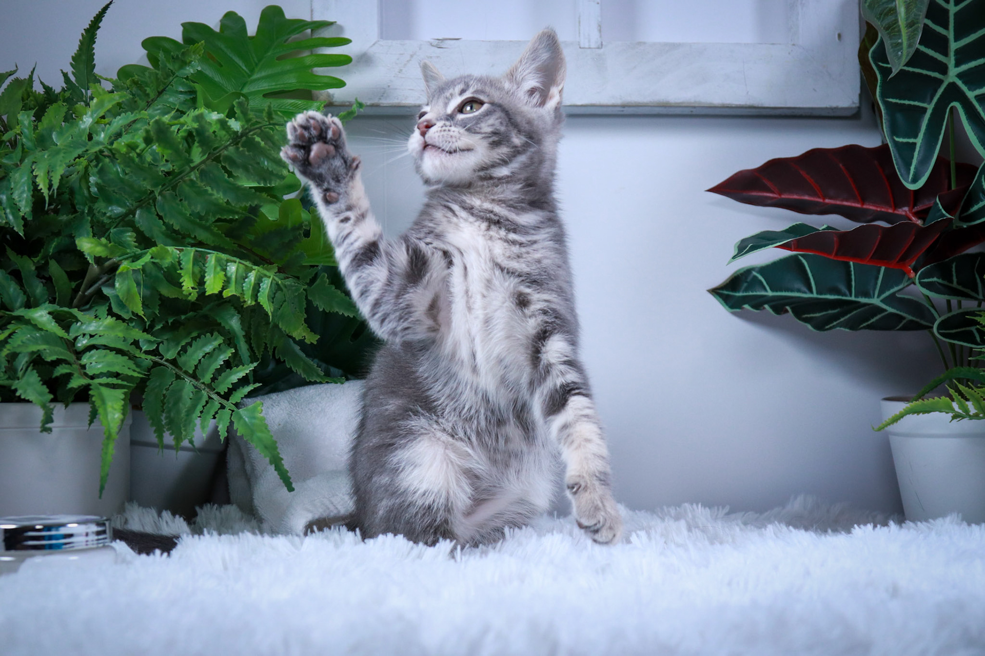 Tobey (M-DSH-Gray/Tabby)