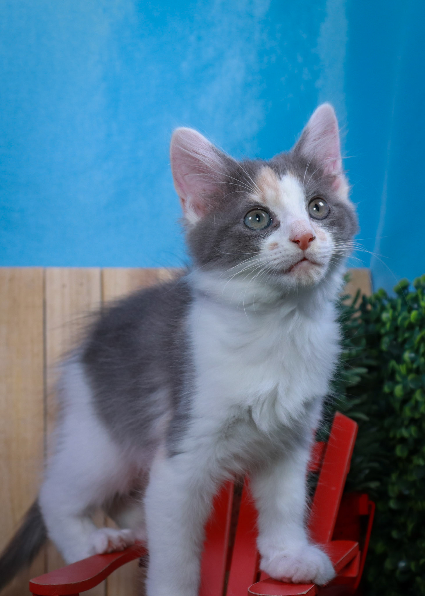 Truffles (F-DMH-Dilute/Calico)