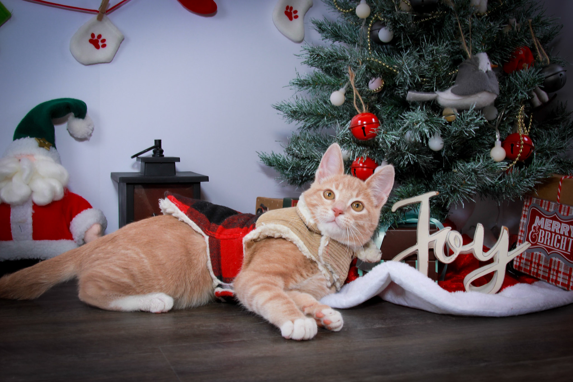 Boaz (M-DSH-Ginger/White)