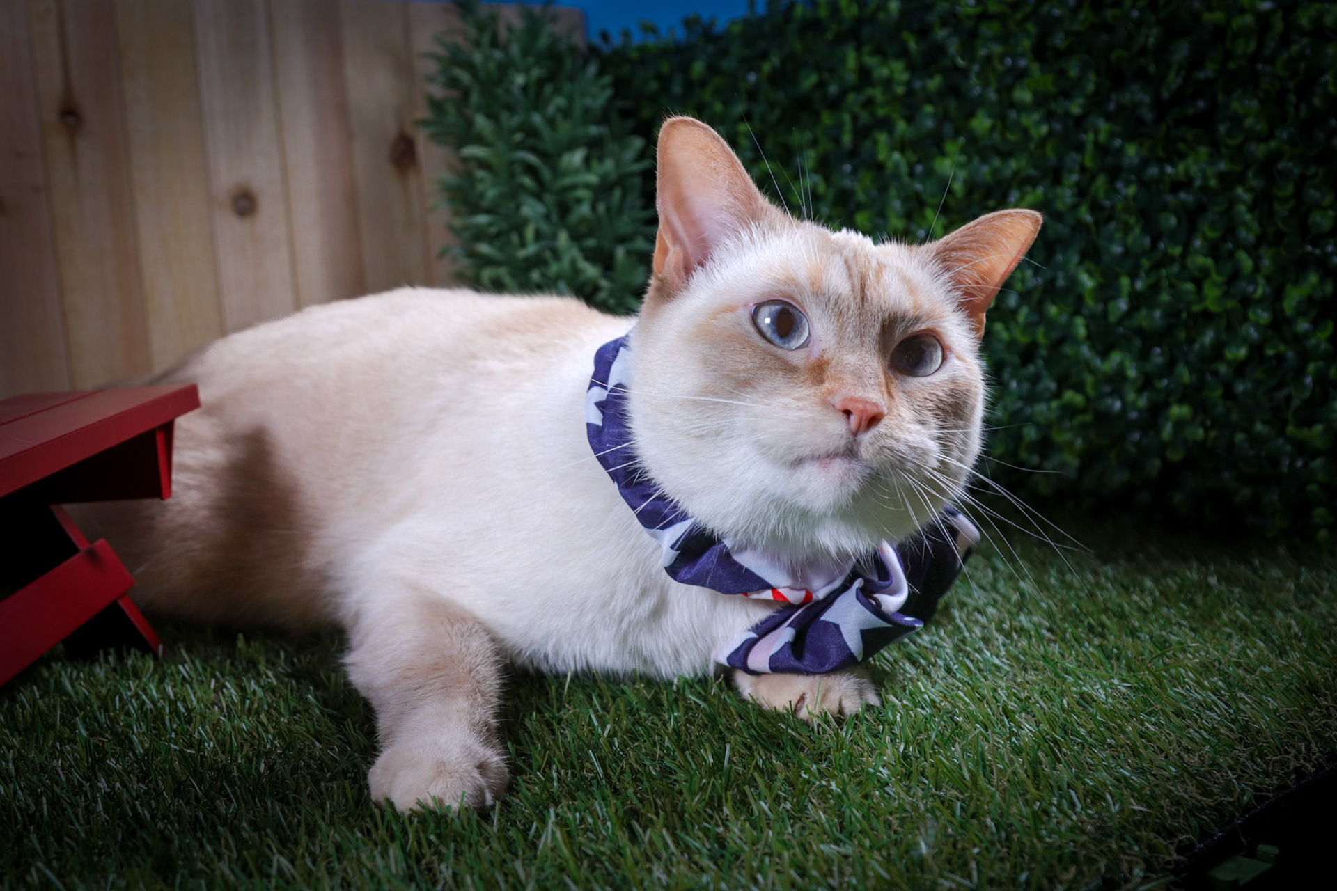 Bossy Boots (F-DSH-Flame Point Siamese)