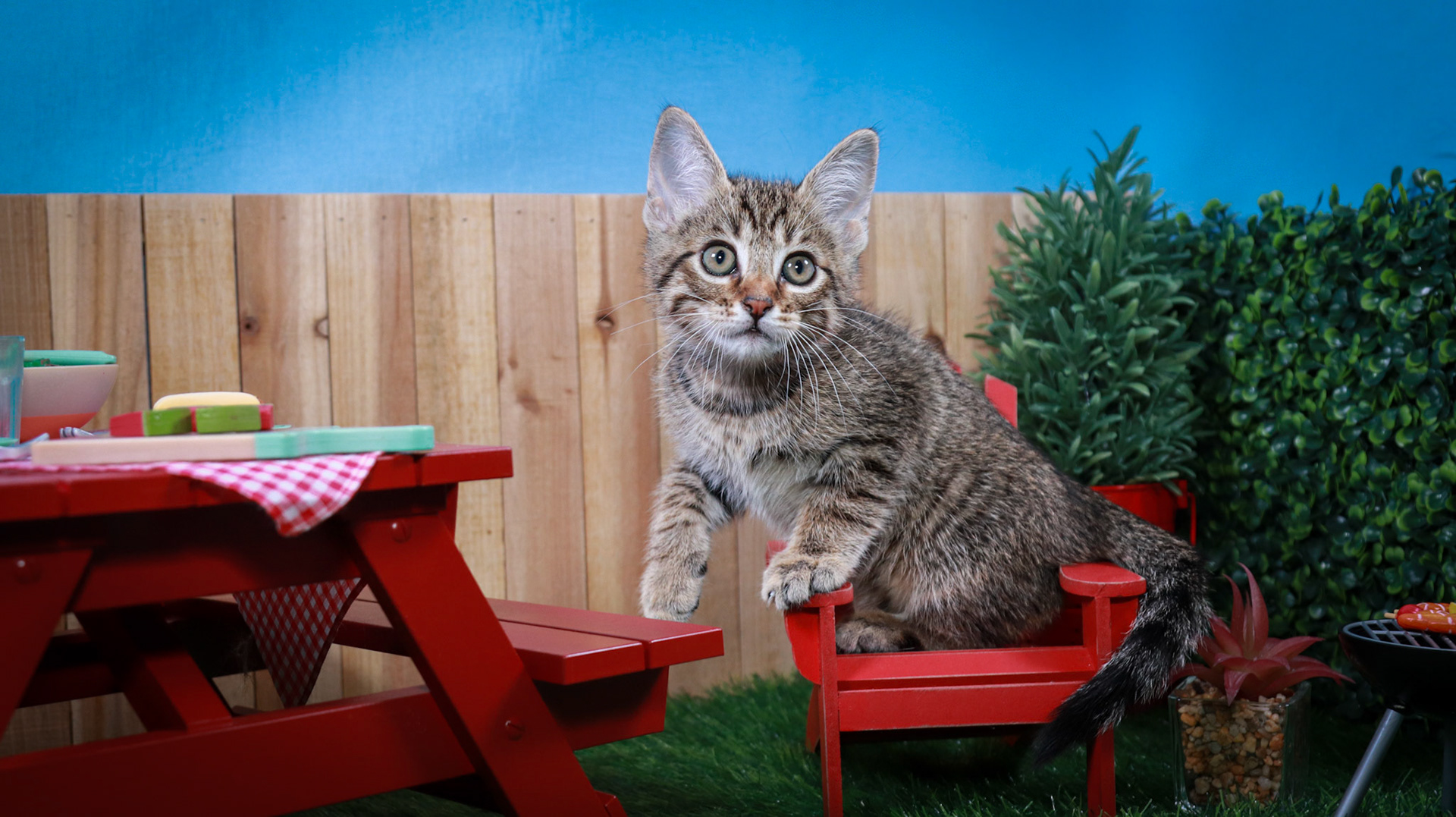 Bosky (M-DSH-Brown/Tabby)