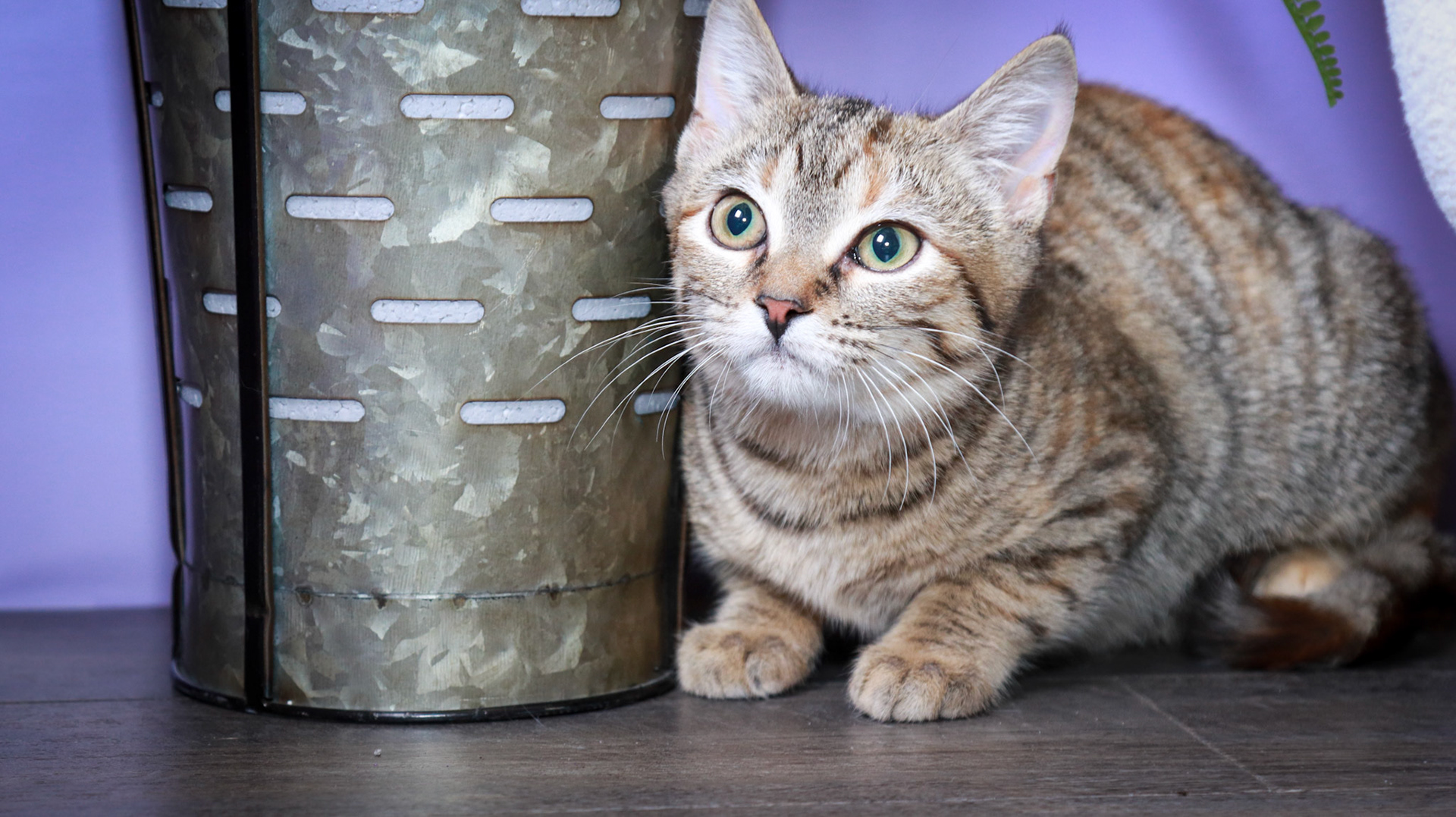 Poppy (F-DSH-Torbie)