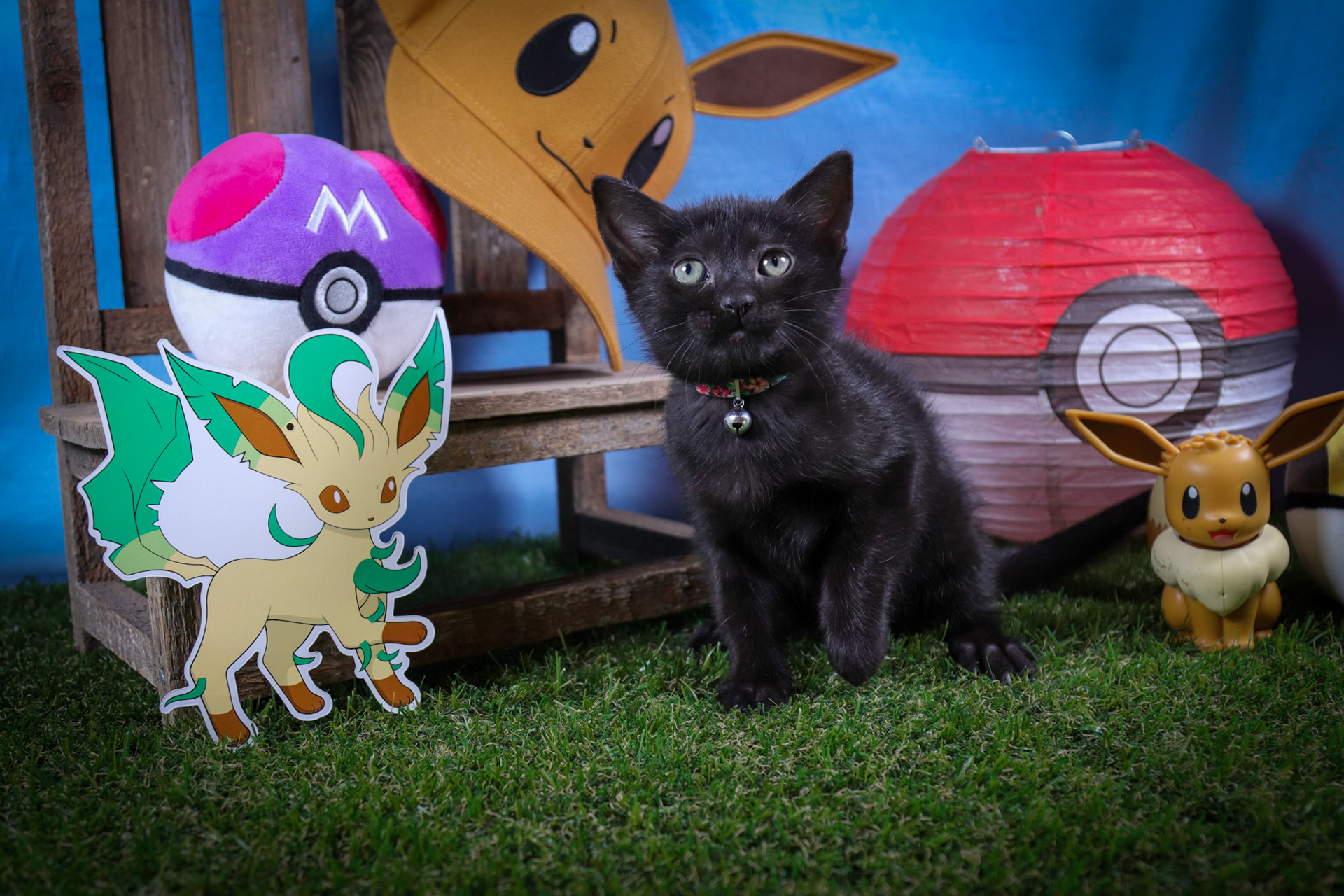 Leafeon (F-DSH-Black)