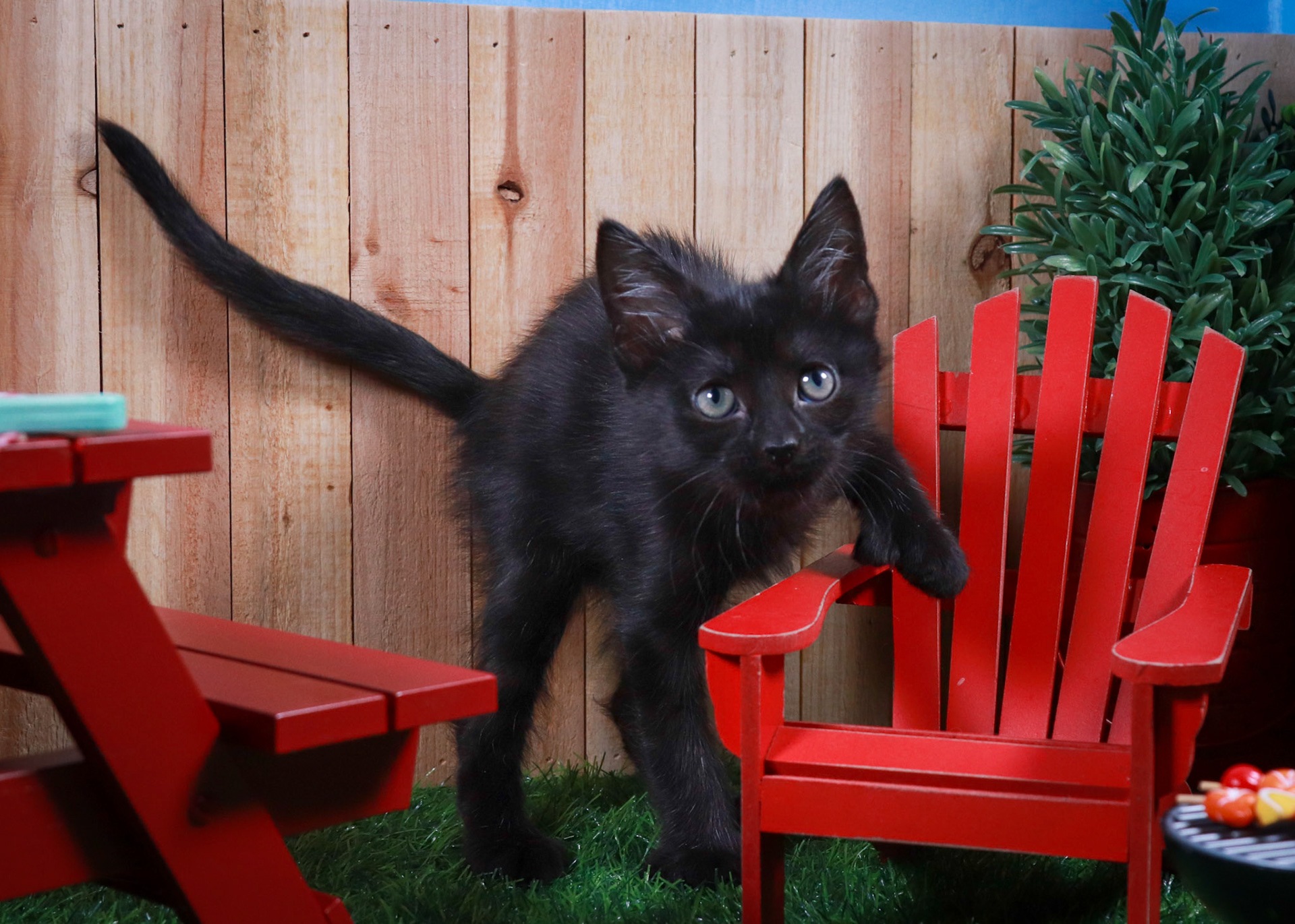 Sasquatch (M-DSH-Black/Polydactyl)