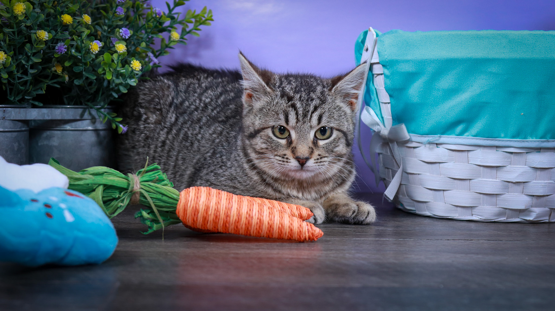 Miles (M-DSH-Tabby)