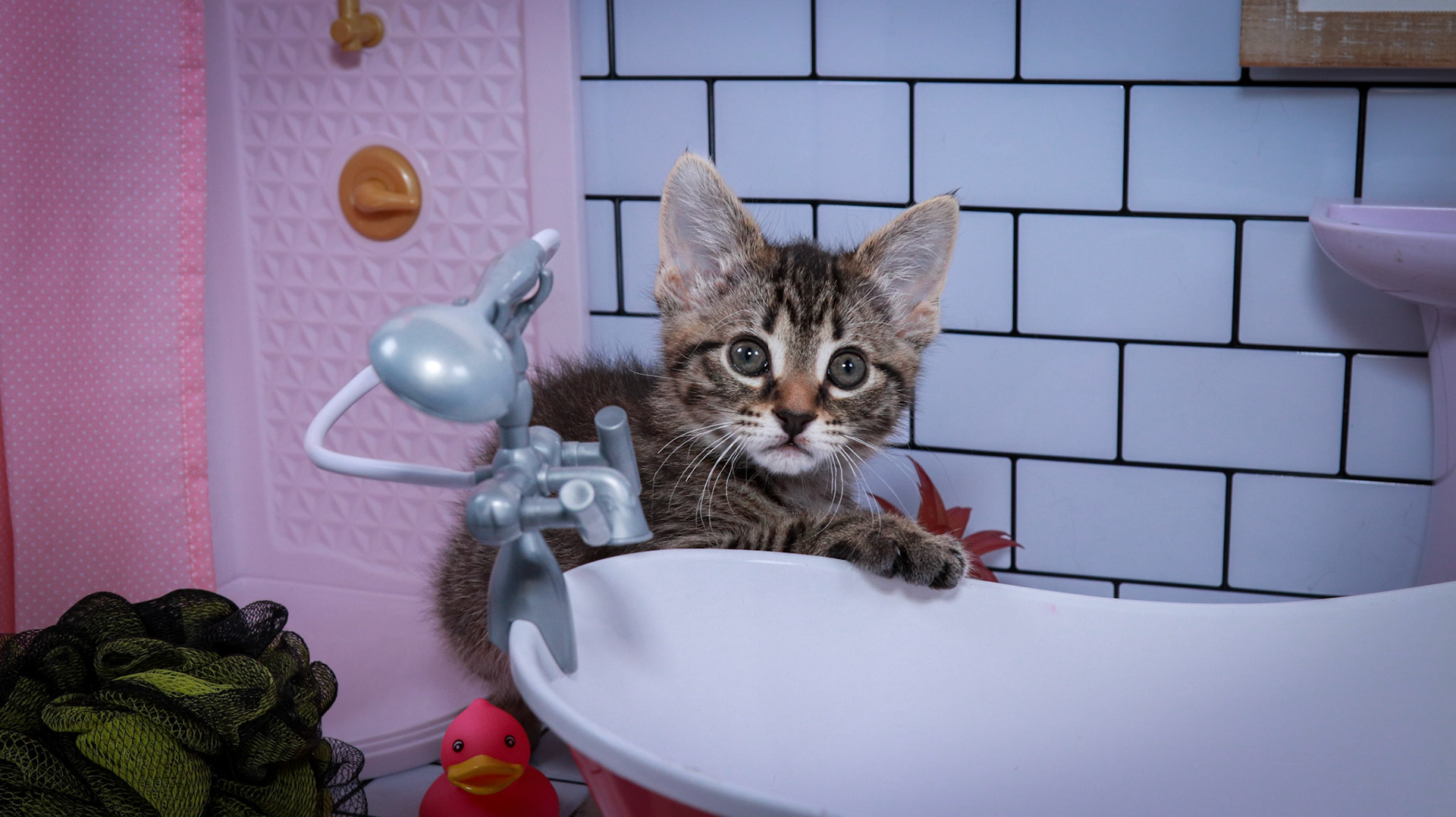 Maggie (F-DSH-Tabby)