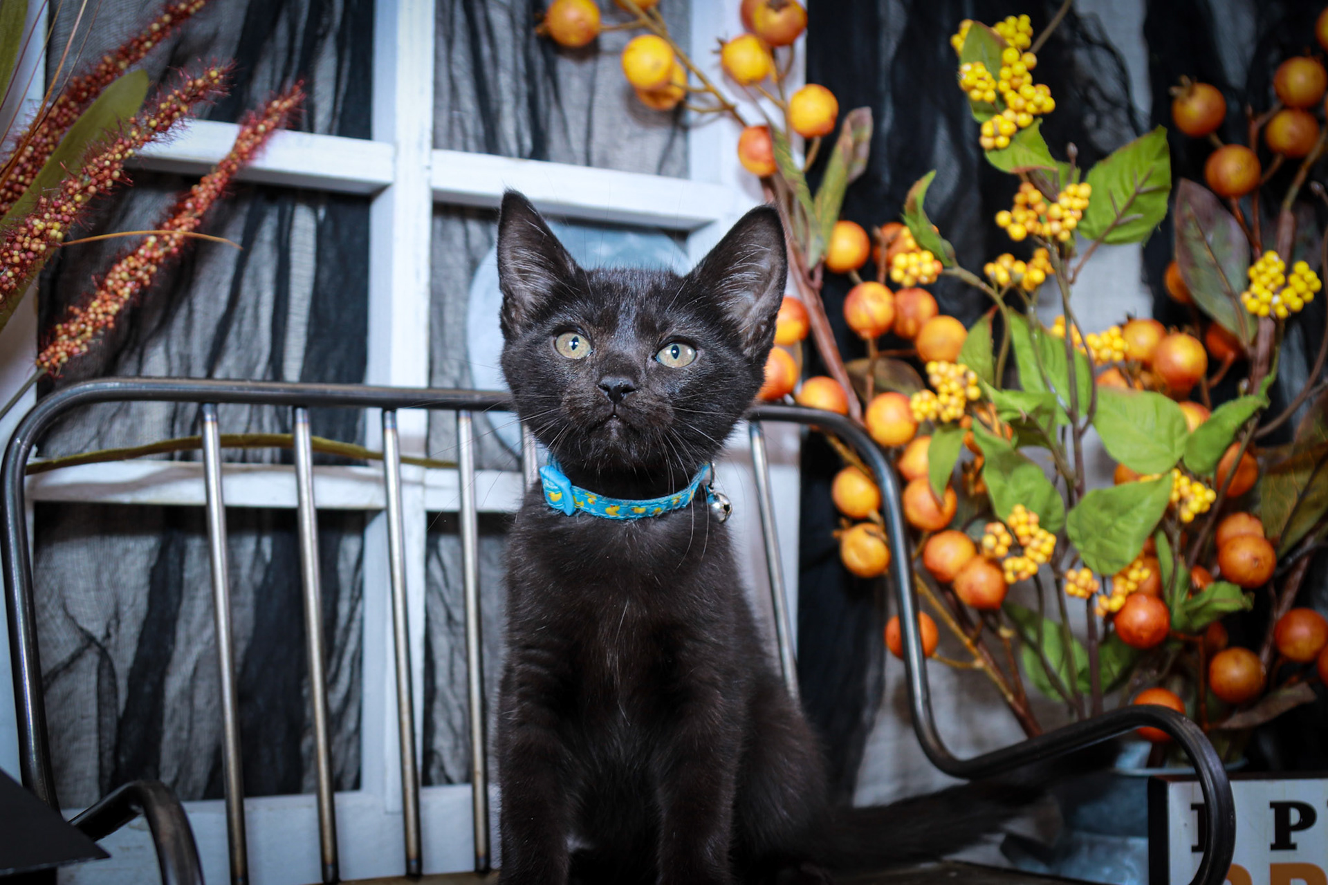 Jaq (M-DSH-Black)