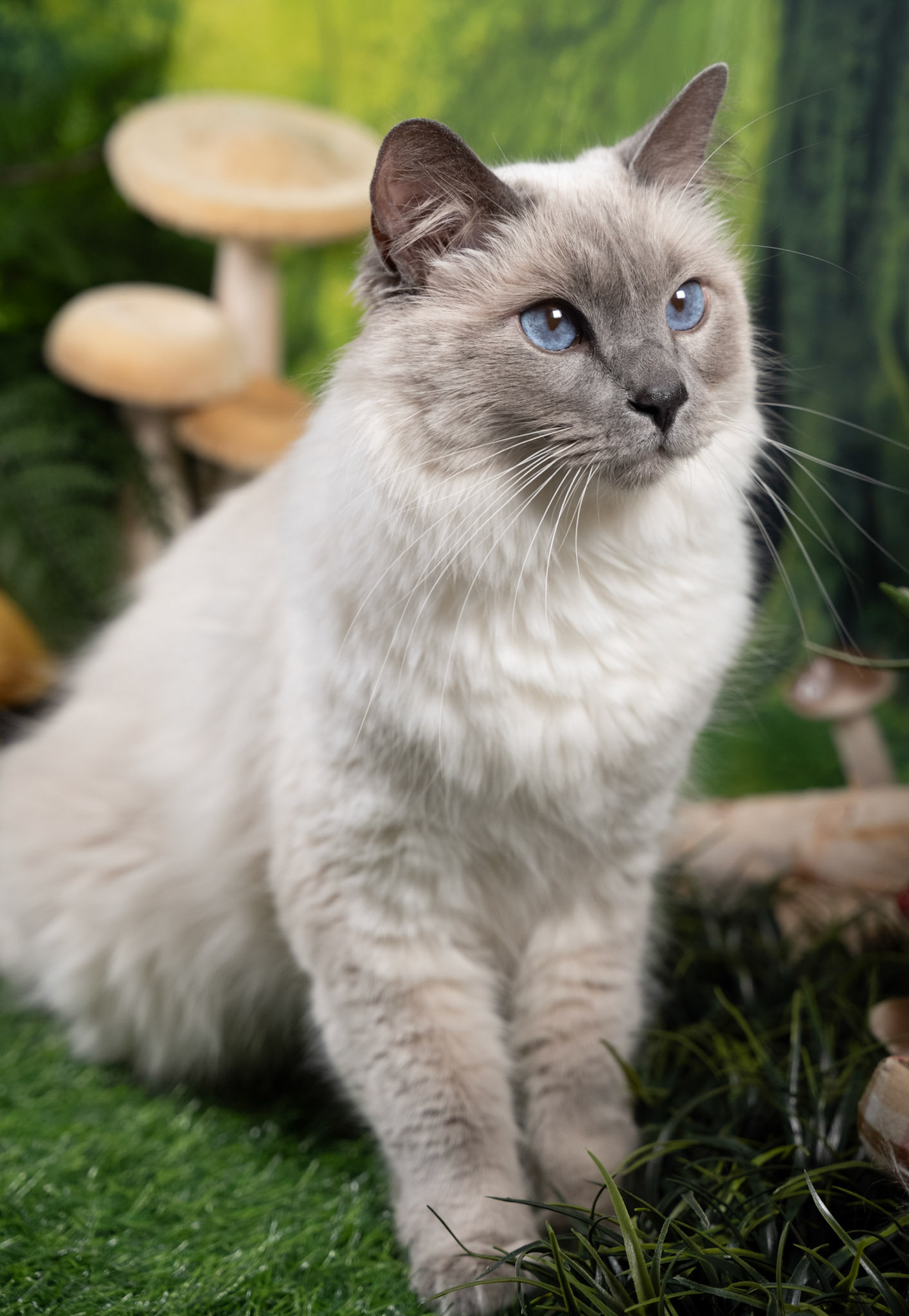 Luey (M-DLH-Blue Point Balinese)