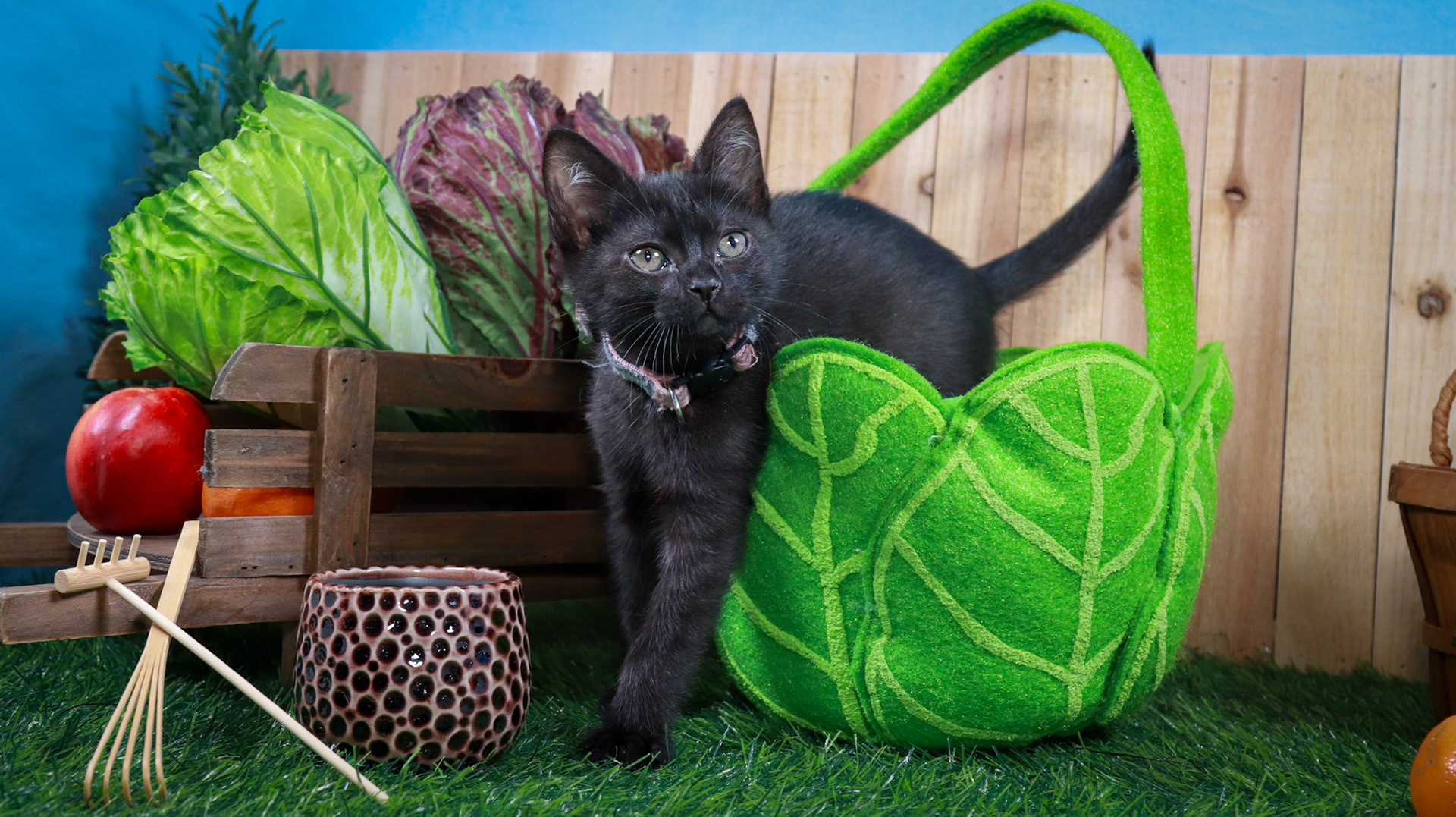 Otter (F-DSH-Black)