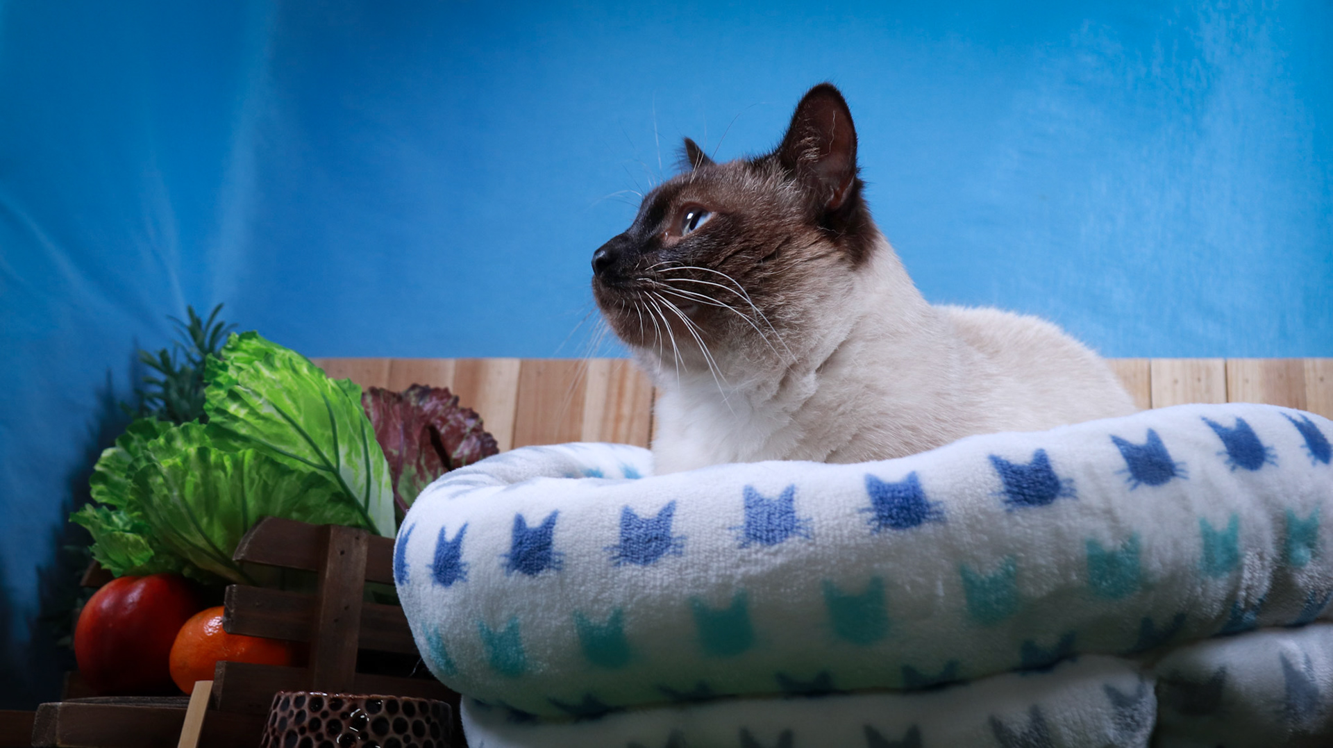Amir (M-DSH-Siamese)