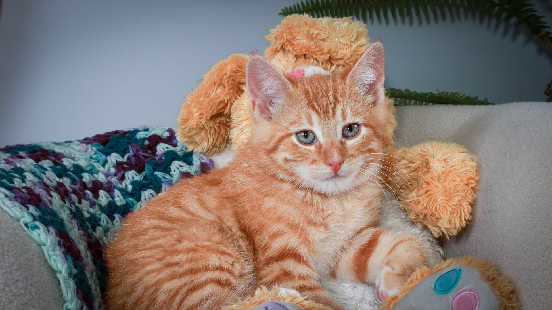 Woodrow (M-DSH-Ginger)