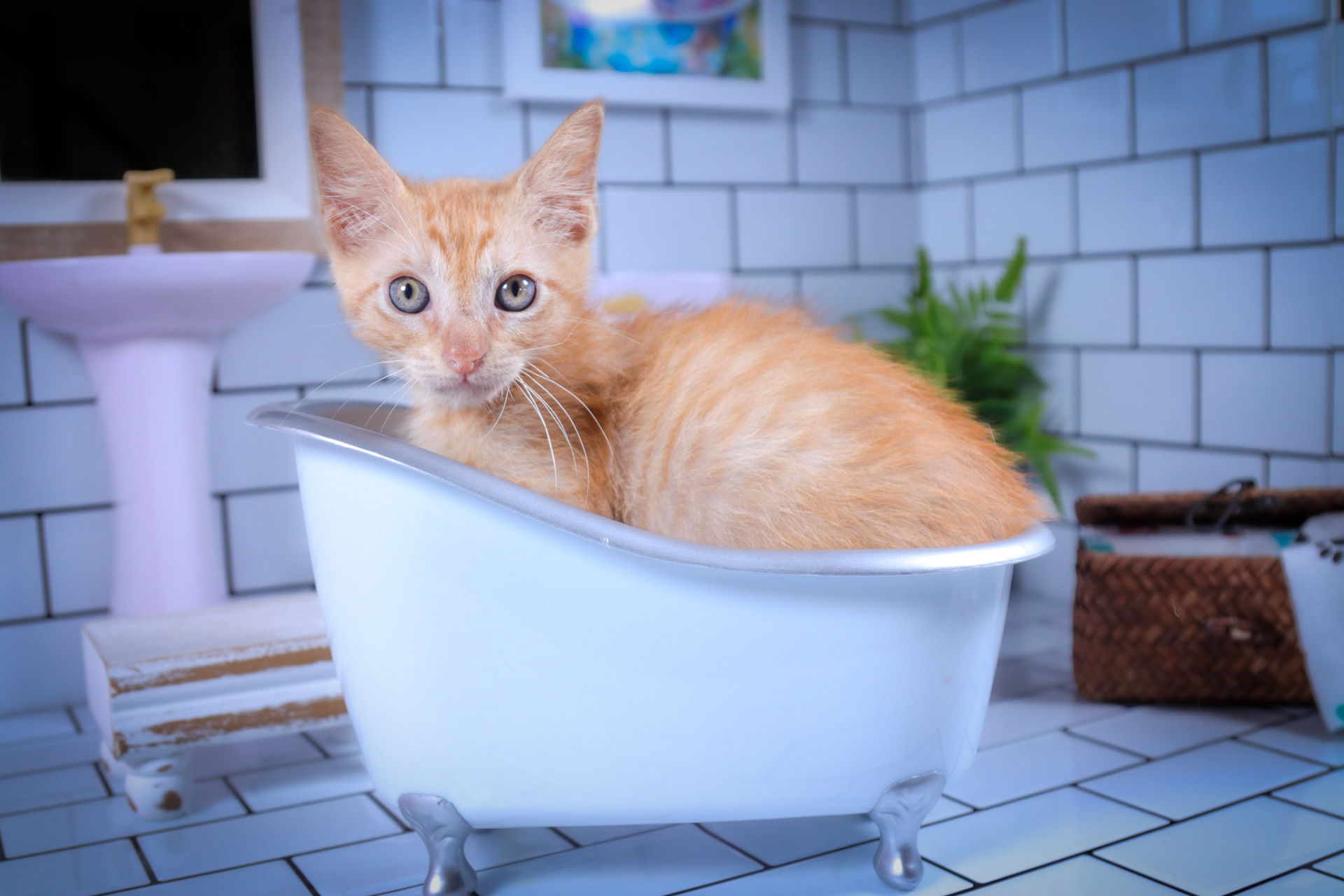 Bowie (M-DSH-Ginger)