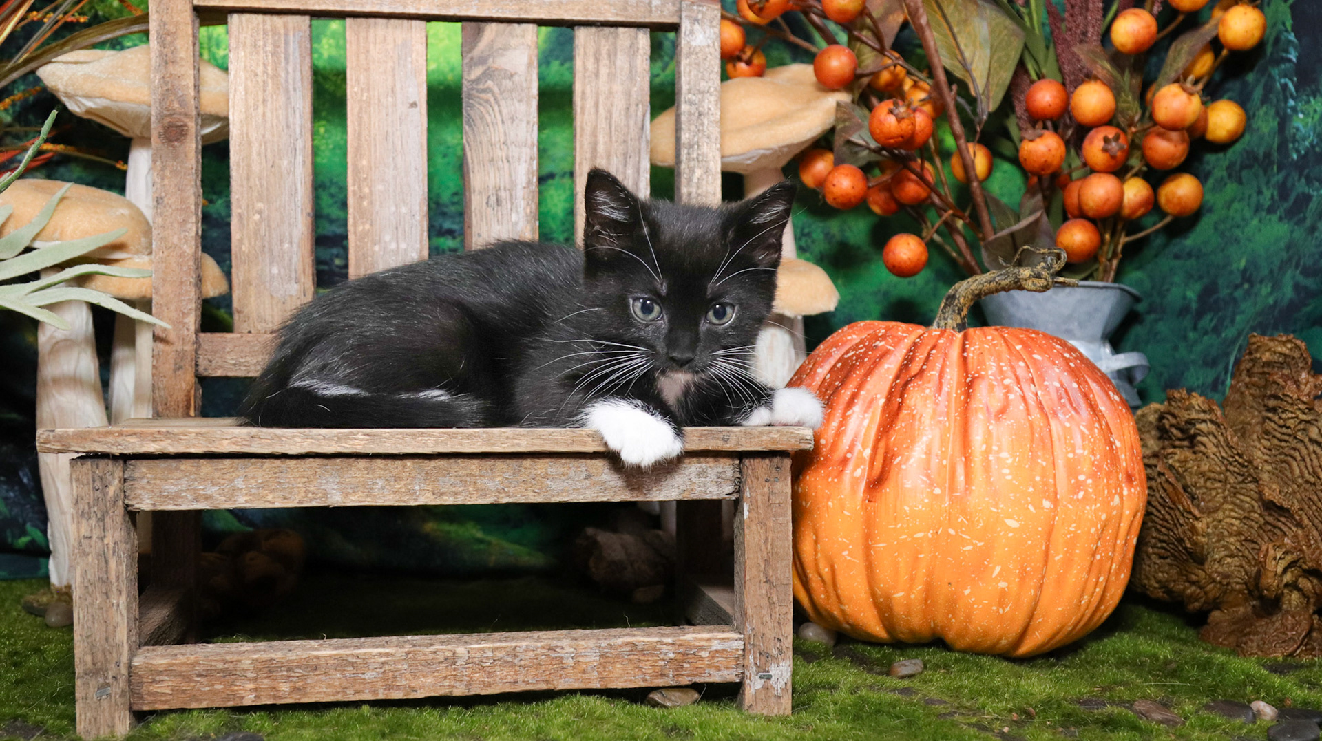 Olive (F-DSH-Polydactyl/Black/White/Tuxie)