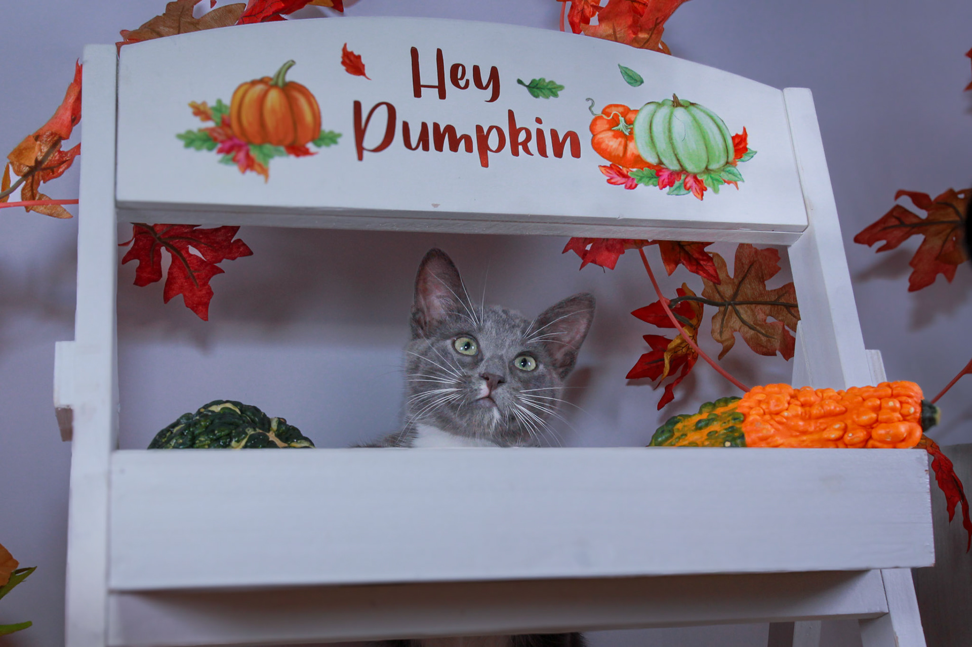 Nimbus (M-DSH-Grey/White/Tuxie)