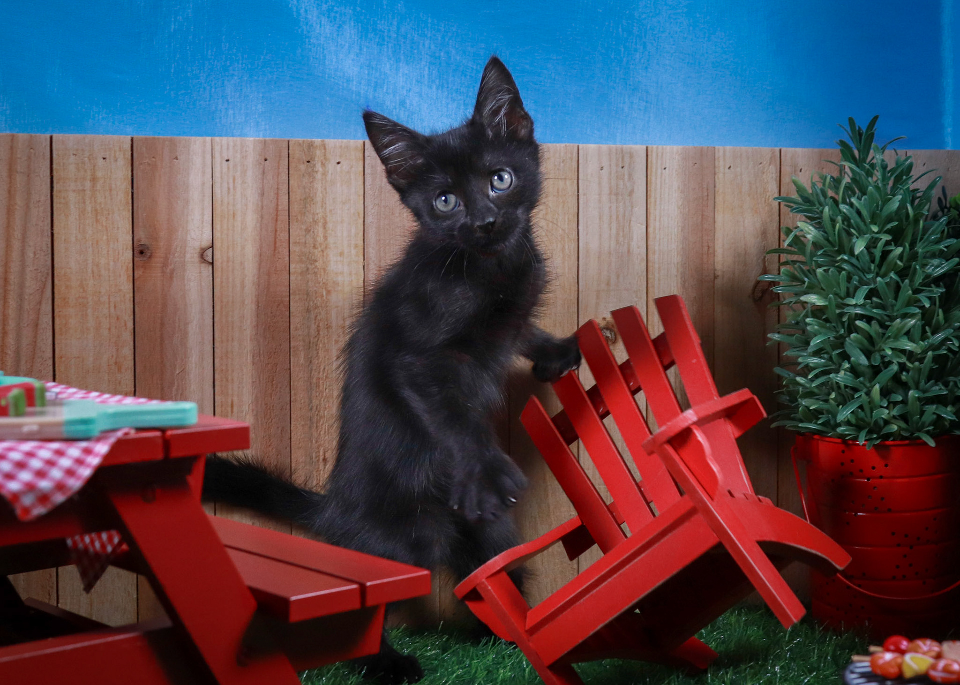 Sasquatch (M-DSH-Black/Polydactyl)