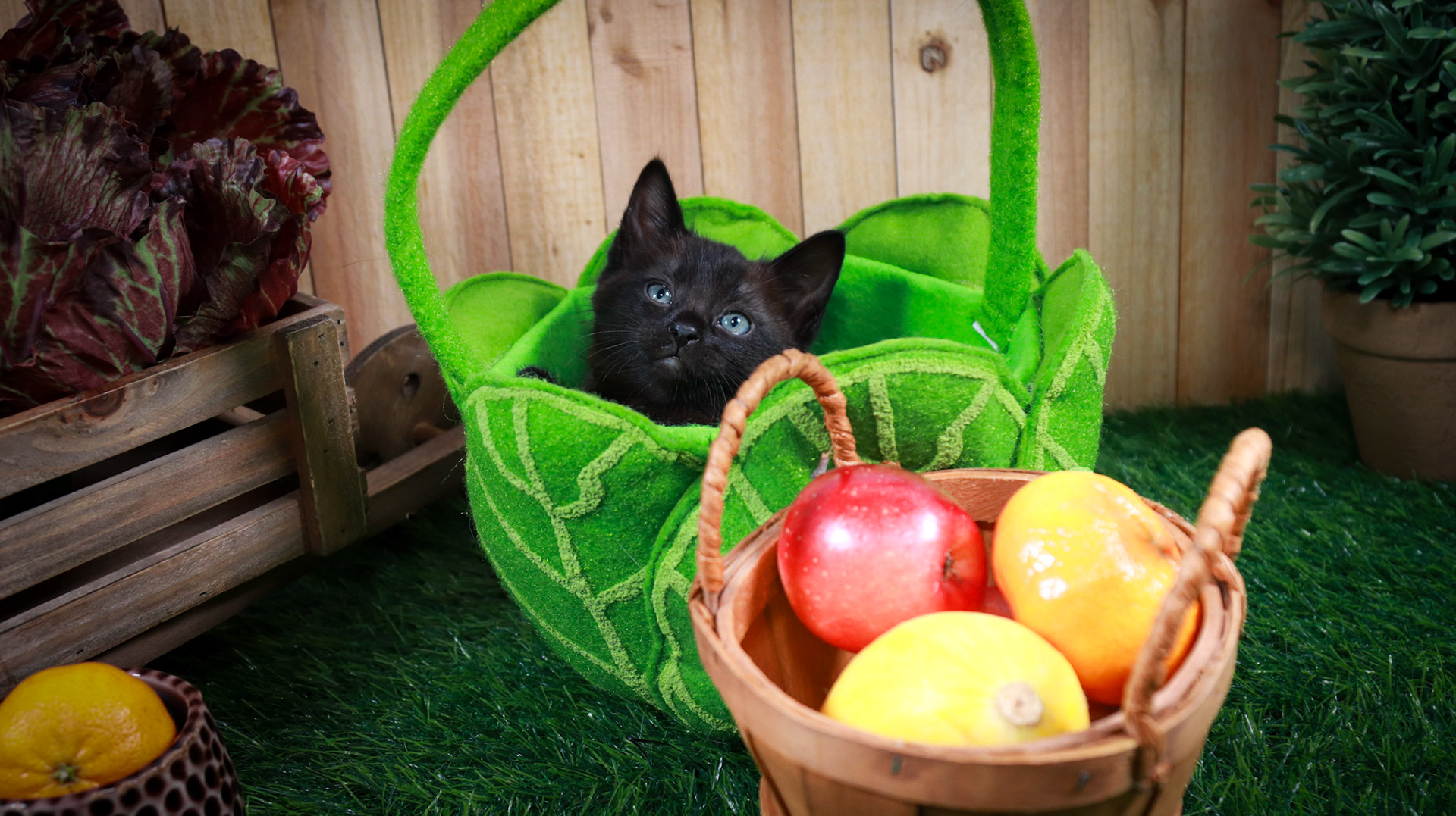 Tippy (M-DLH-Black)