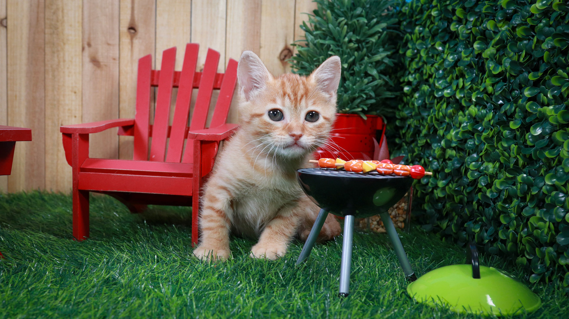 Bonnie (F-DSH-Ginger/Tabby)