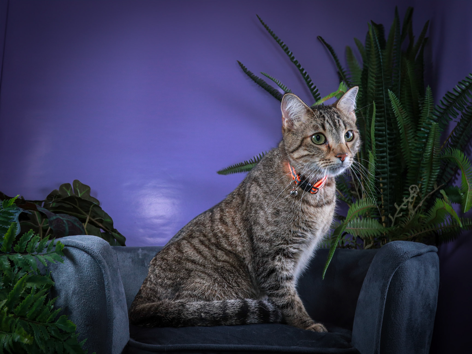 Rocky (M-DSH-Tabby)