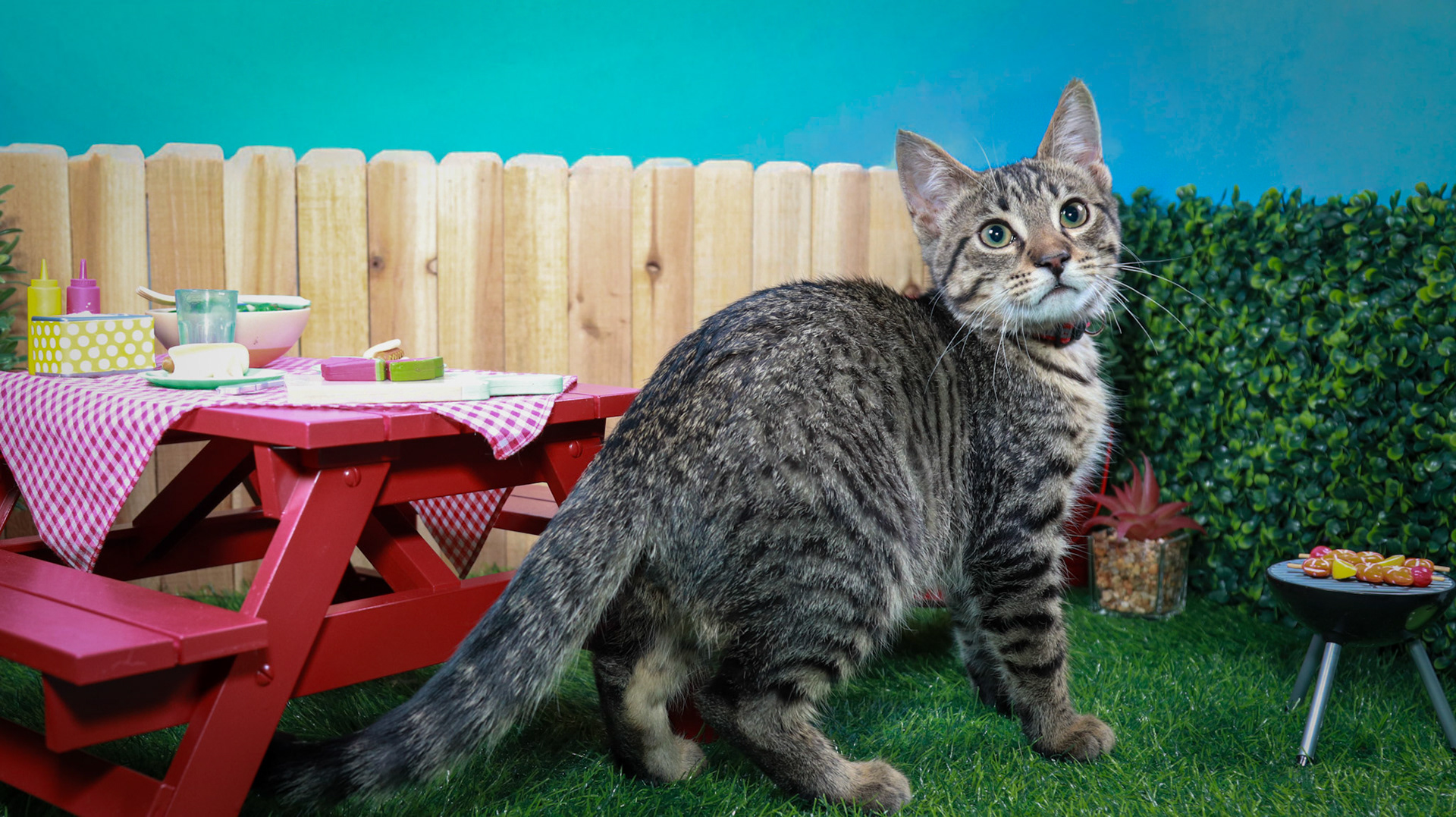 Taz (M-DSH-Tabby)