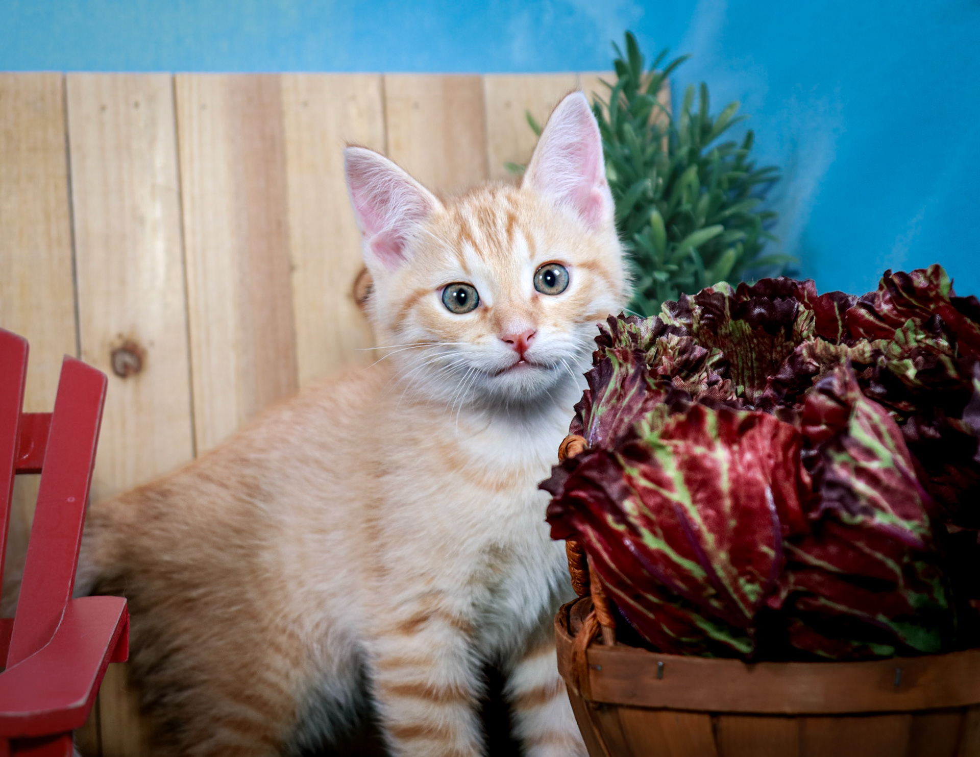 Chuck (M-DSH-Ginger)