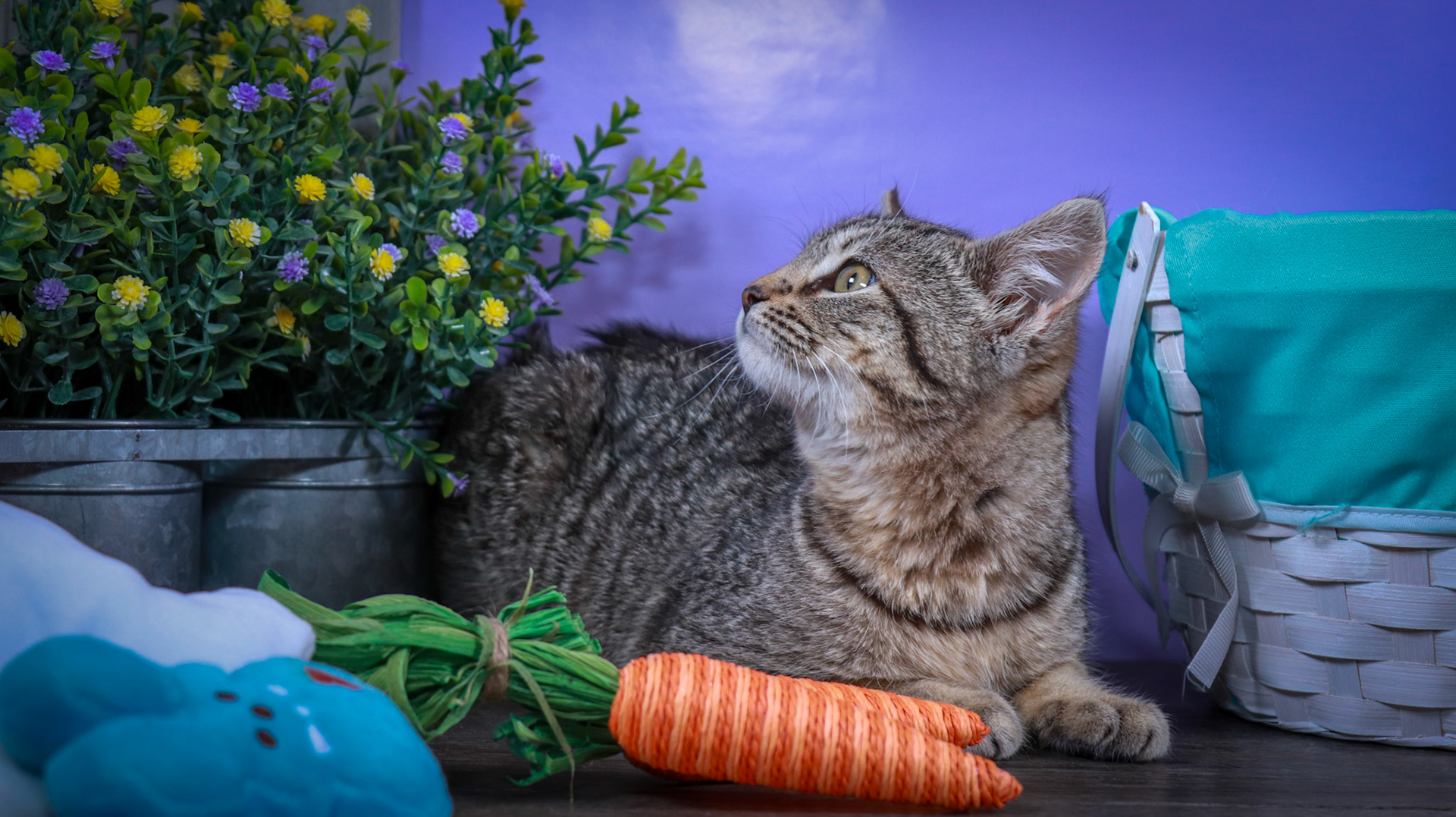 Miles (M-DSH-Tabby)