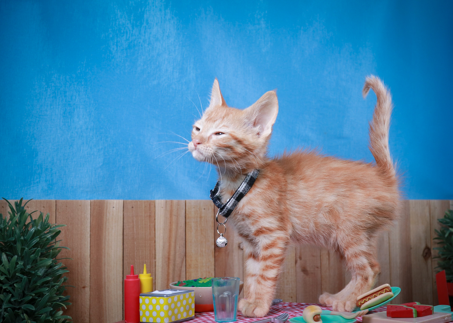 Tator Tot(M-DSH-Ginger)