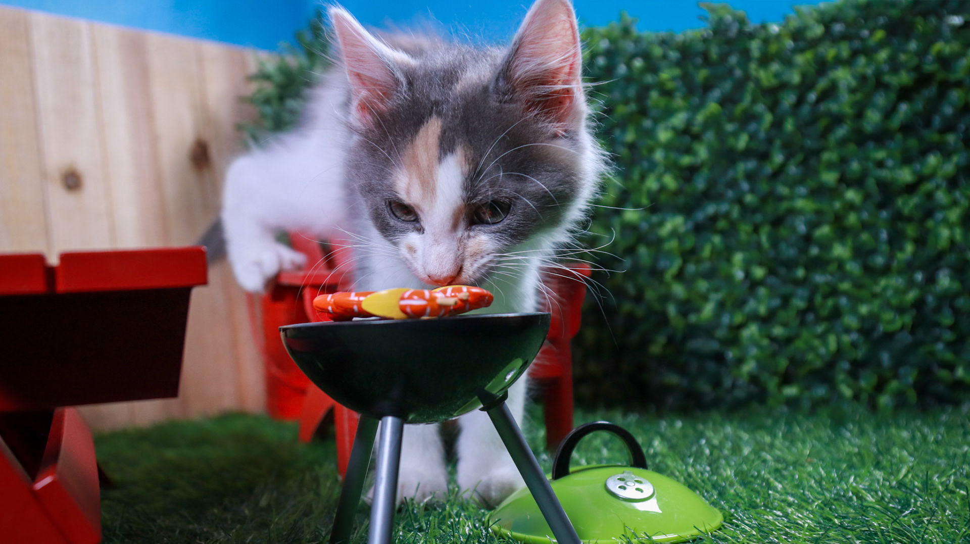Truffles (F-DMH-Dilute/Calico)