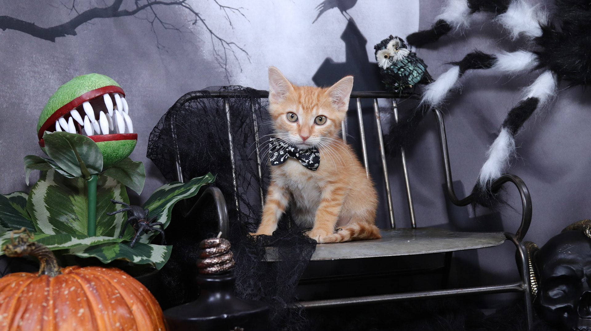 Arlo (M-DSH-Ginger)