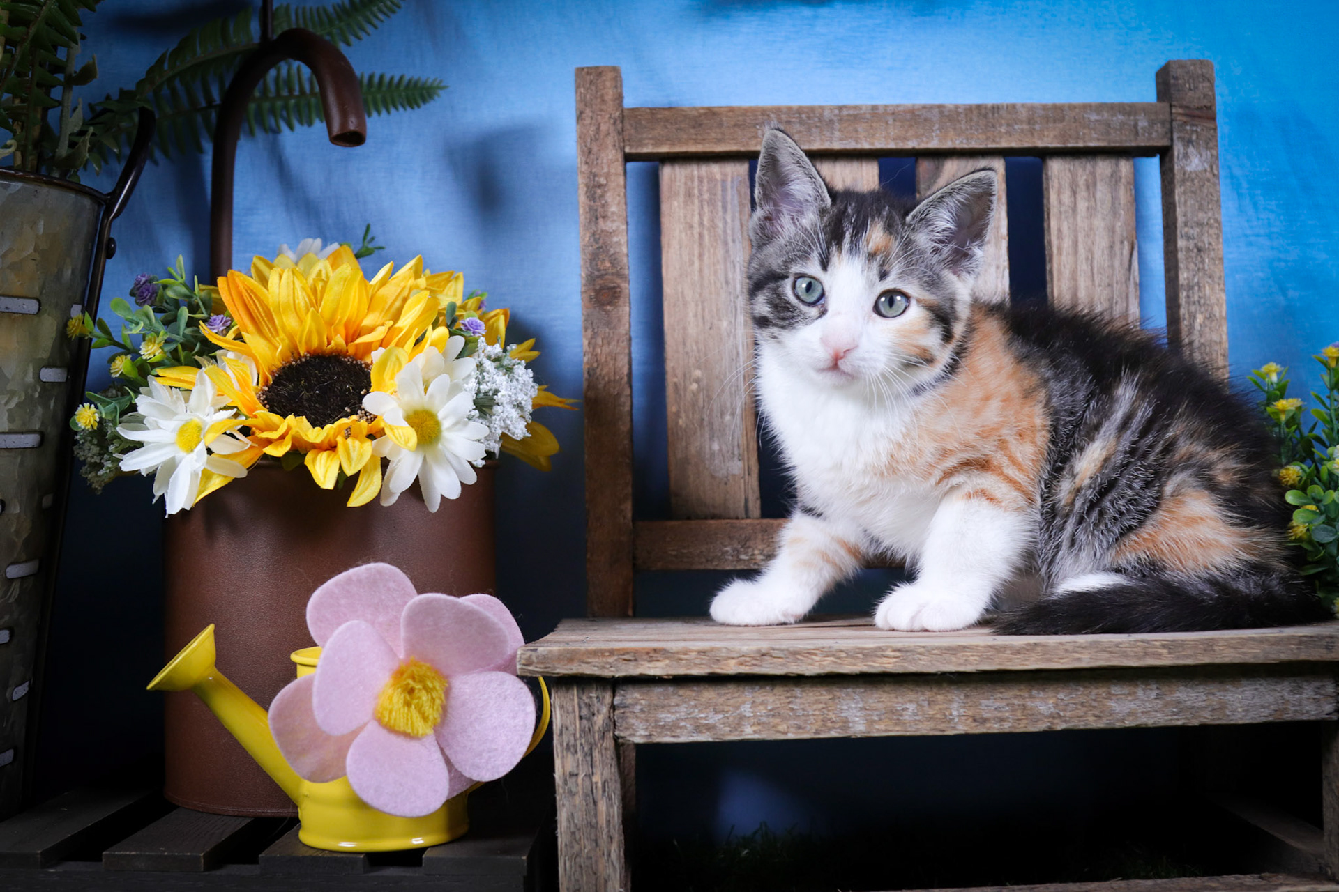 Lottie (F-DSH-Calico)