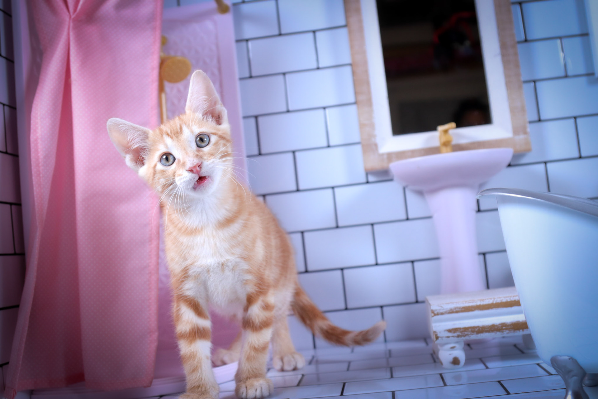 Cheetos (M-DSH-Dark/Bullseye/Ginger Tabby)