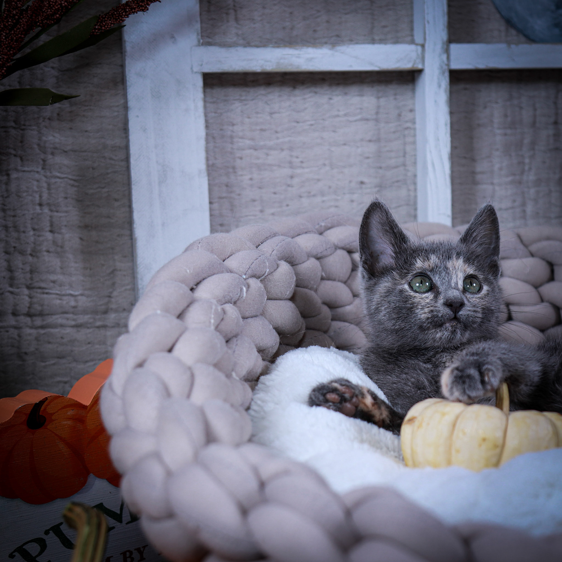 Chloe (F-DSH-Dilute/Torbie)
