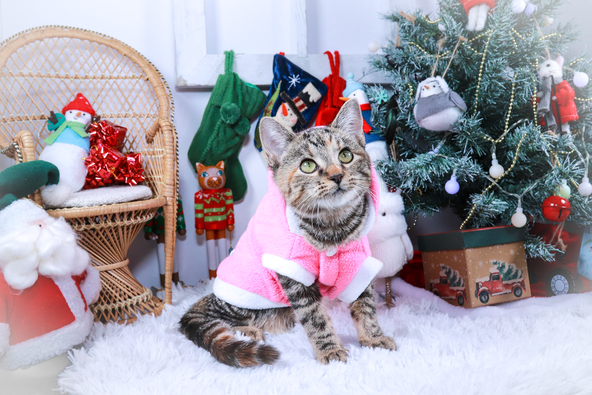 Jillybelle (F-DSH-Tabby)