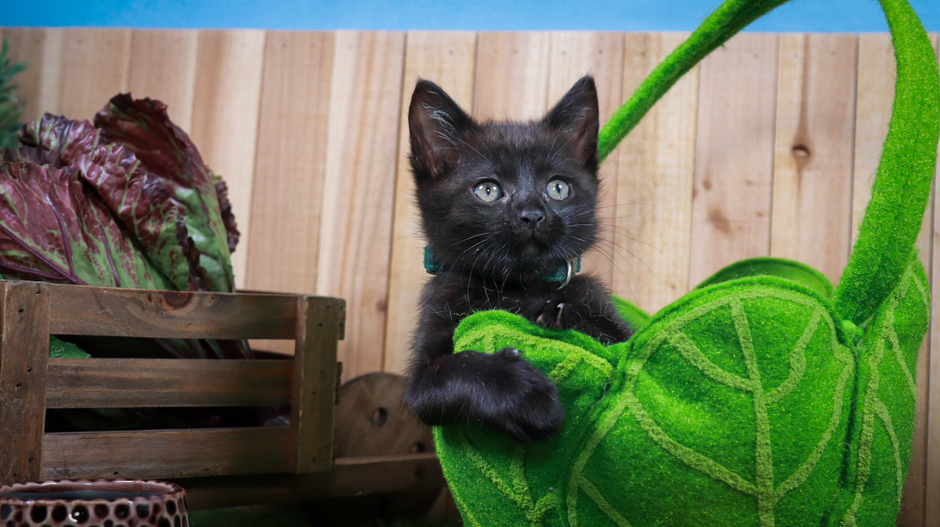 Clover (F-DSH-Black)