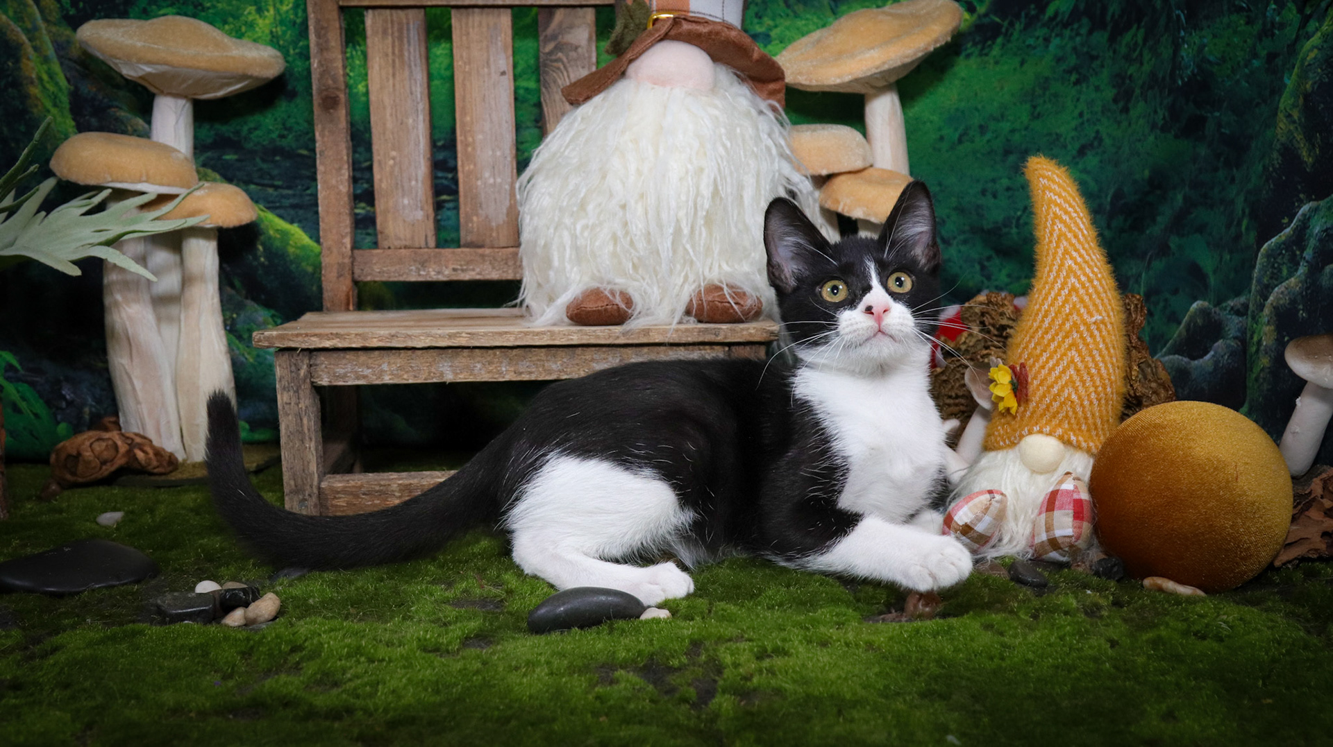 Gus (M-DSH-Black/White/Tuxie)