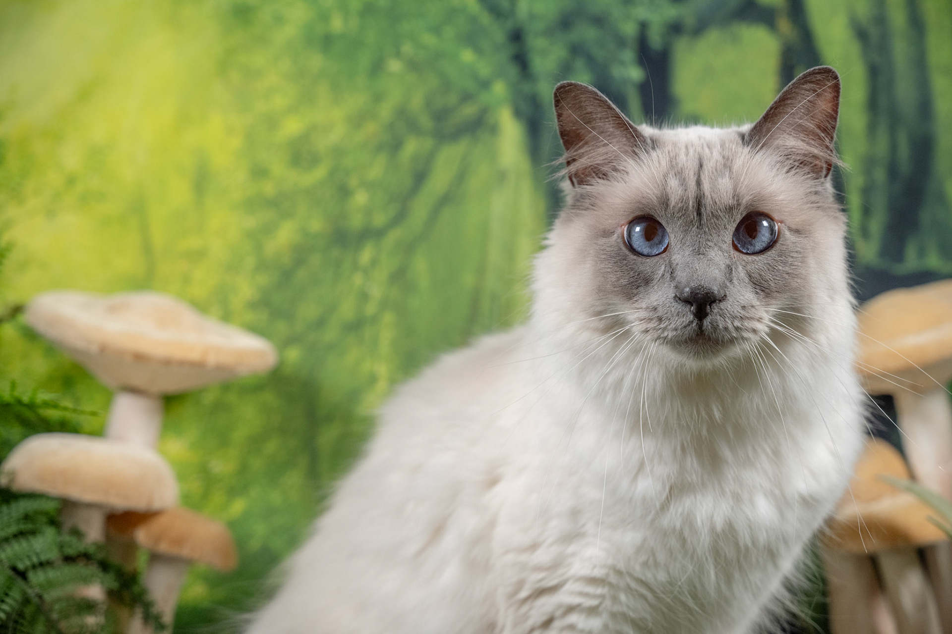 Luey (M-DLH-Blue Point Balinese)