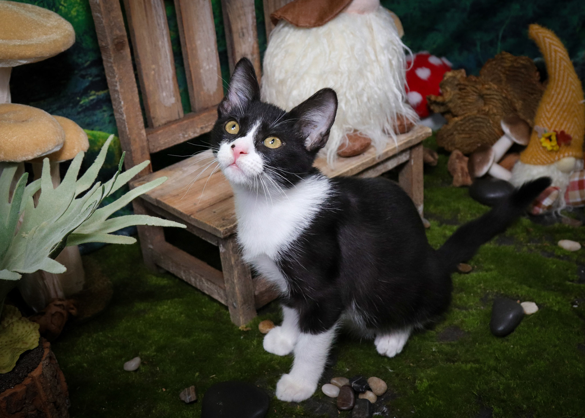 Gus (M-DSH-Black/White/Tuxie)