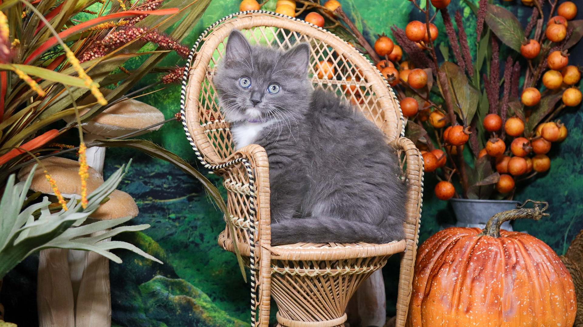Oakley (F-DLH-Gray/White/Tuxie)